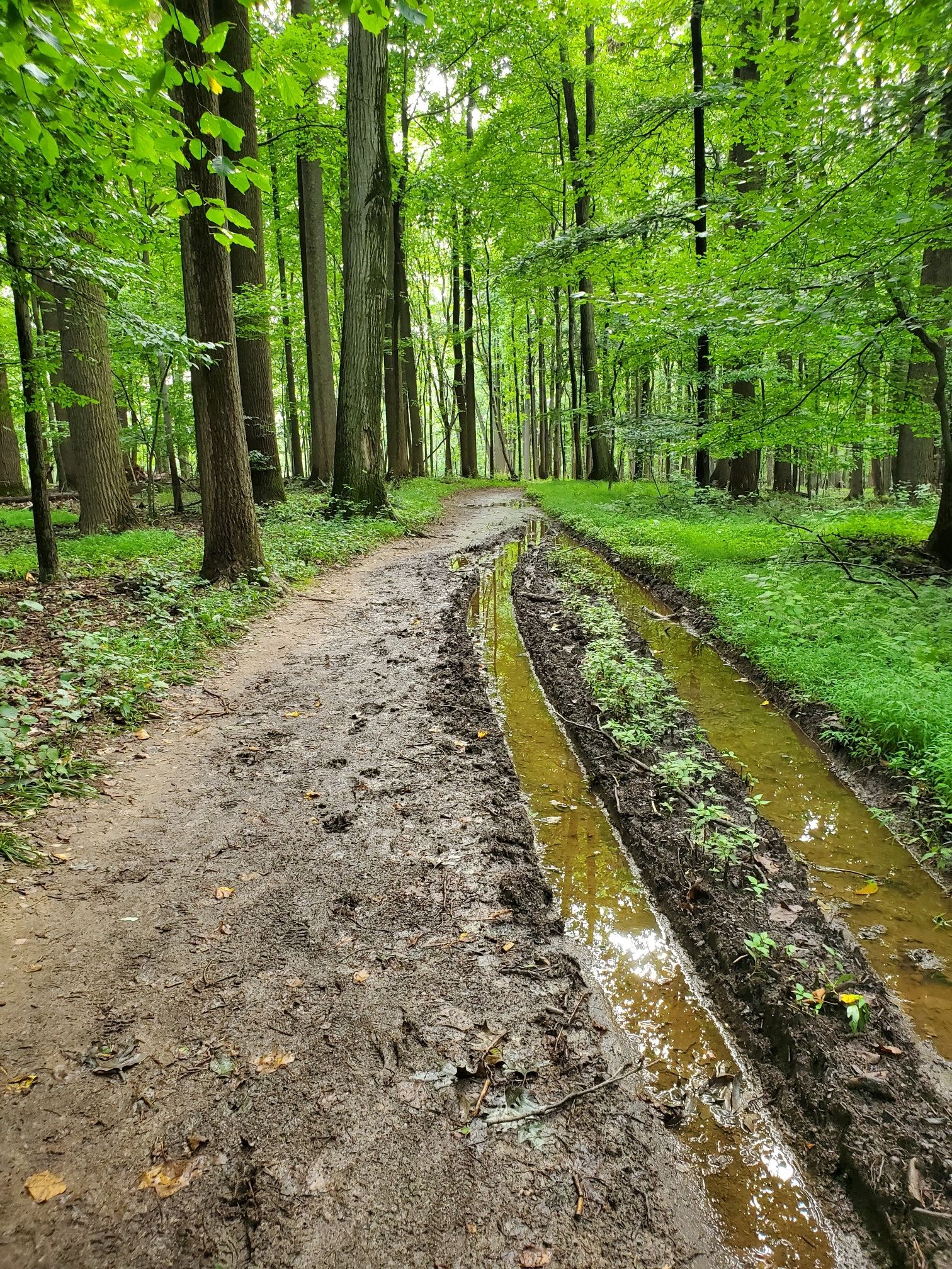 A muddy forest path with deep water-filled ruts under bright green trees. - Morgan Mill Trail Loop