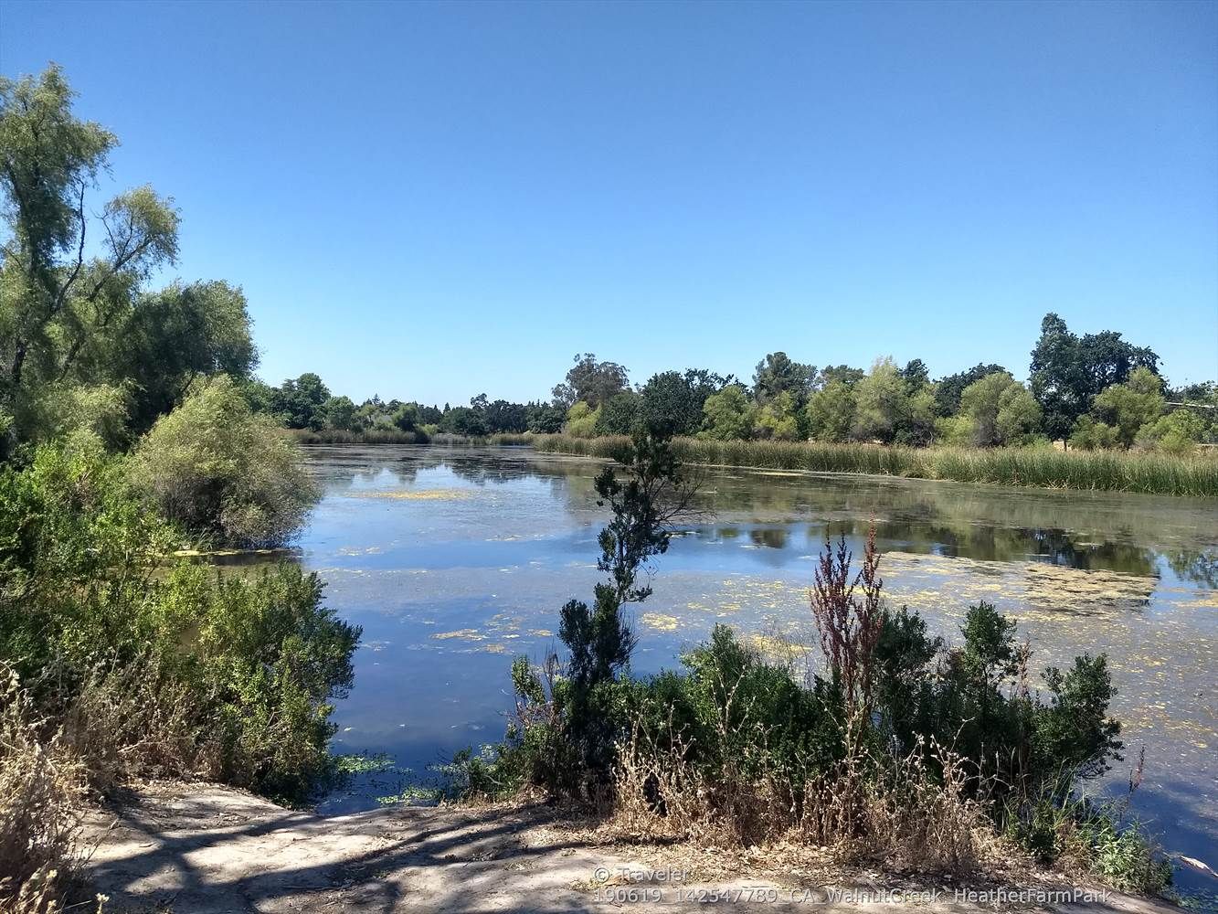 A calm lake surrounded by lush green trees under a clear blue sky. - Iron Horse Trail junction – Heather Farm & Lake loop from Concord