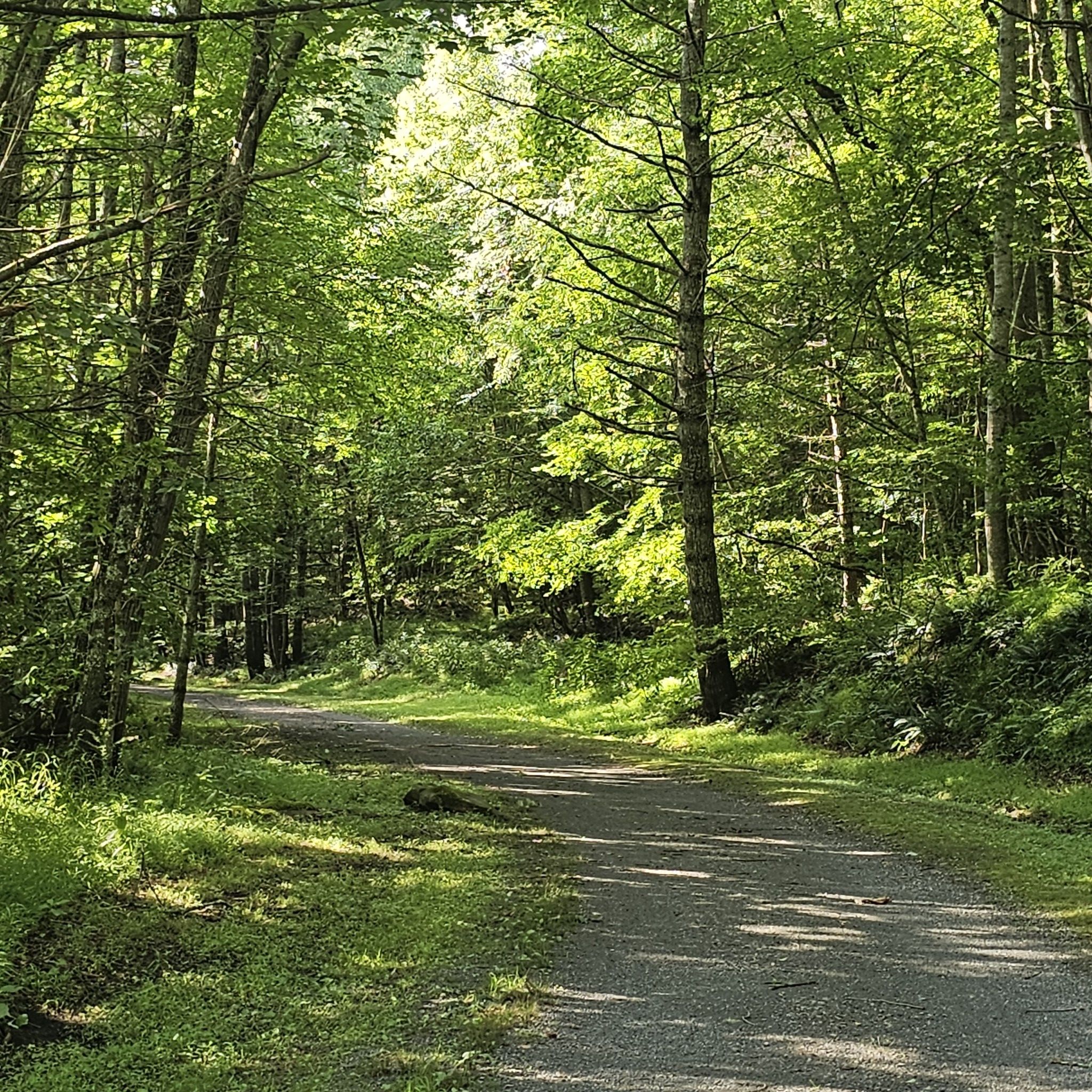 Sunny forest path with dappled light, surrounded by tall green trees. - Chestnut Creek Falls – Galax loop from Galax