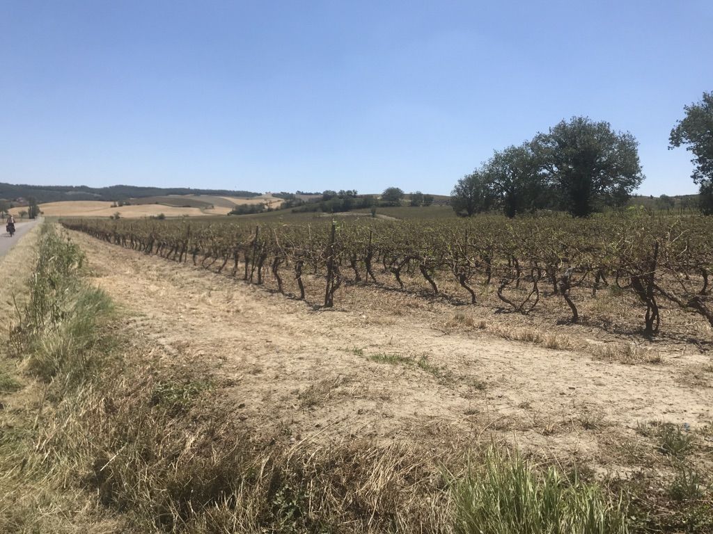 Vineyards destroyed by hailstorms in the Aude