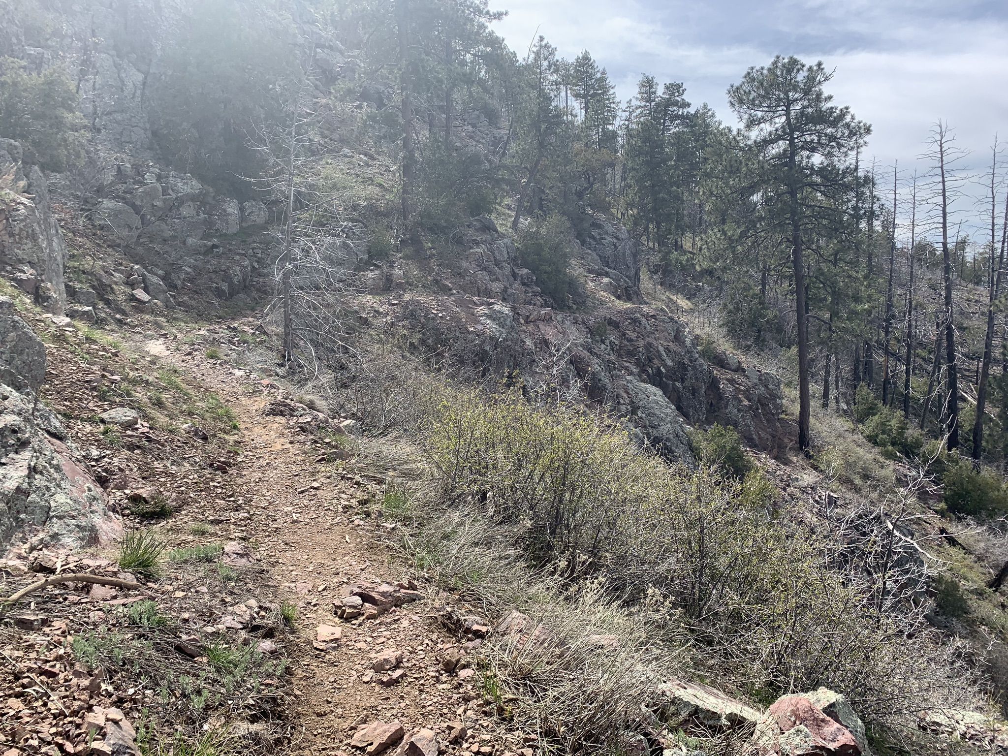A narrow dirt trail winds through a rocky, forested hillside with dead trees. - Mount Peeley Trail