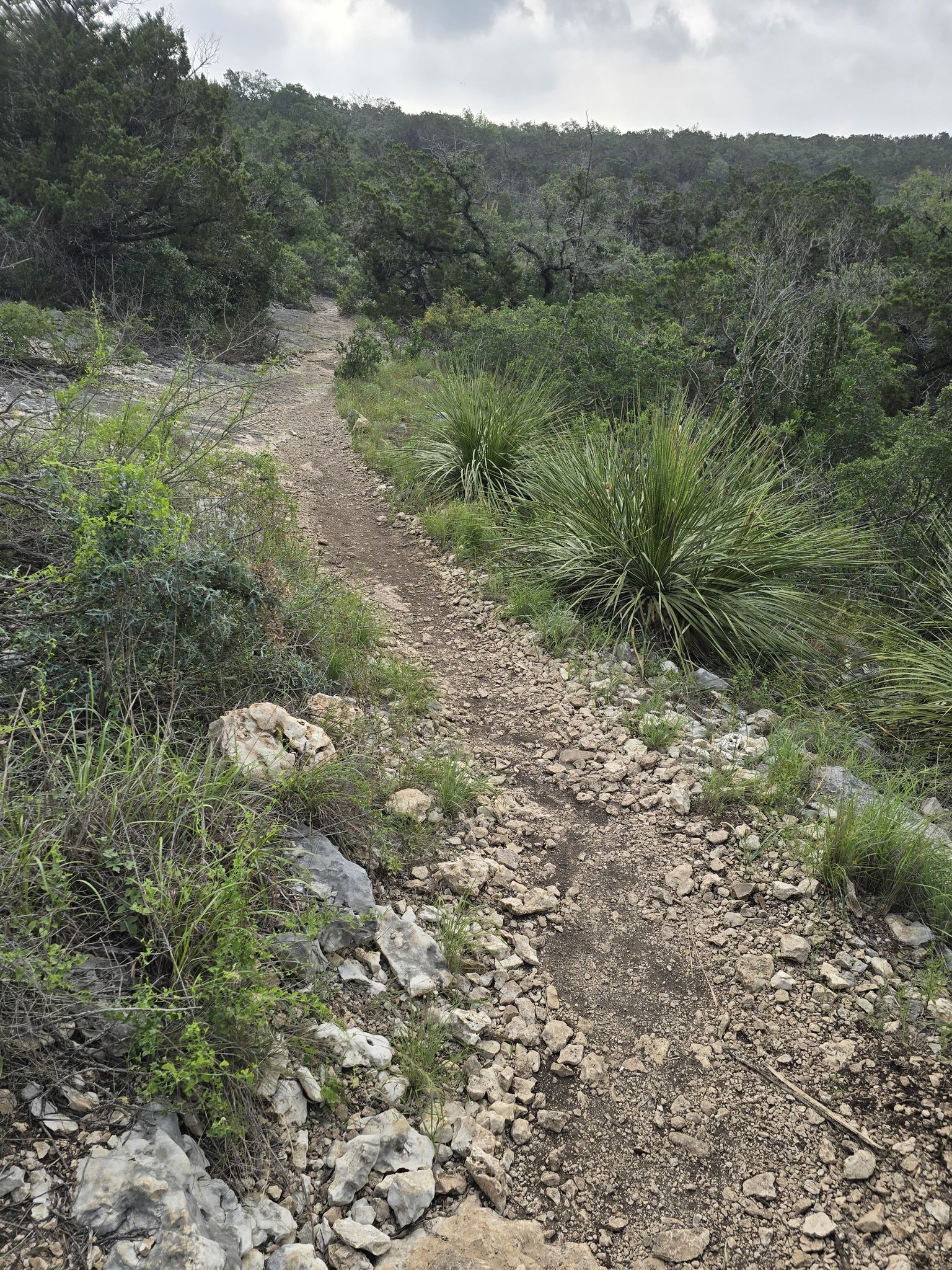 Rocky dirt trail ascending through dense green brush and small trees. Overcast. - Main Loop – Fern Del loop from Friedrich Wilderness Park