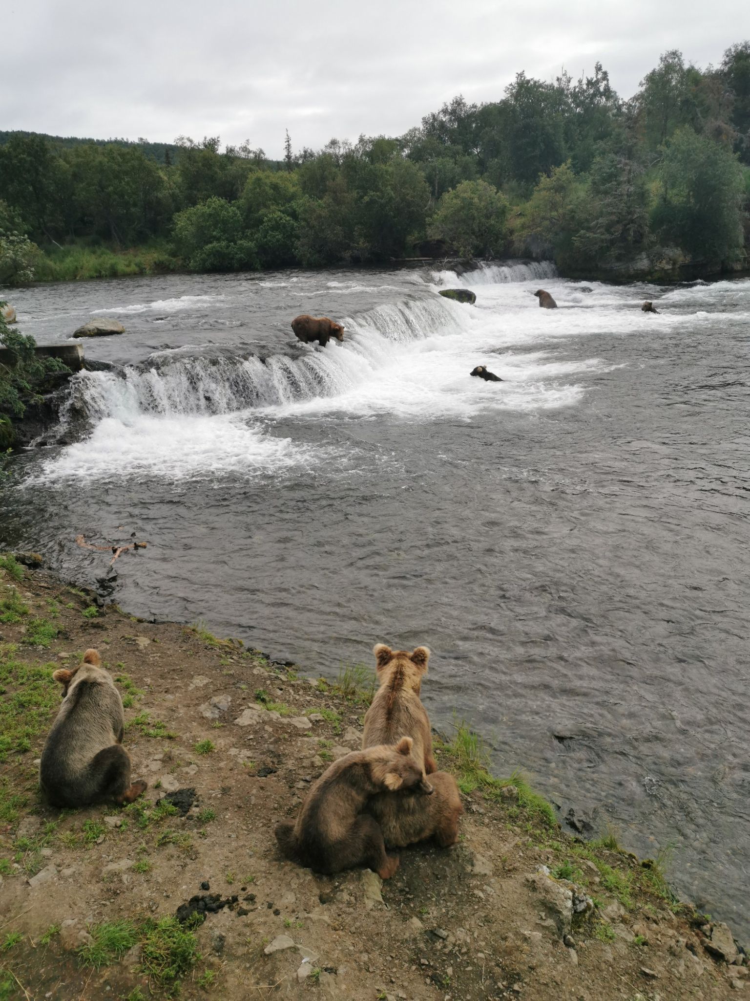 Three bears on a riverbank watch other bears in a distant waterfall. - Brooks Falls Trail