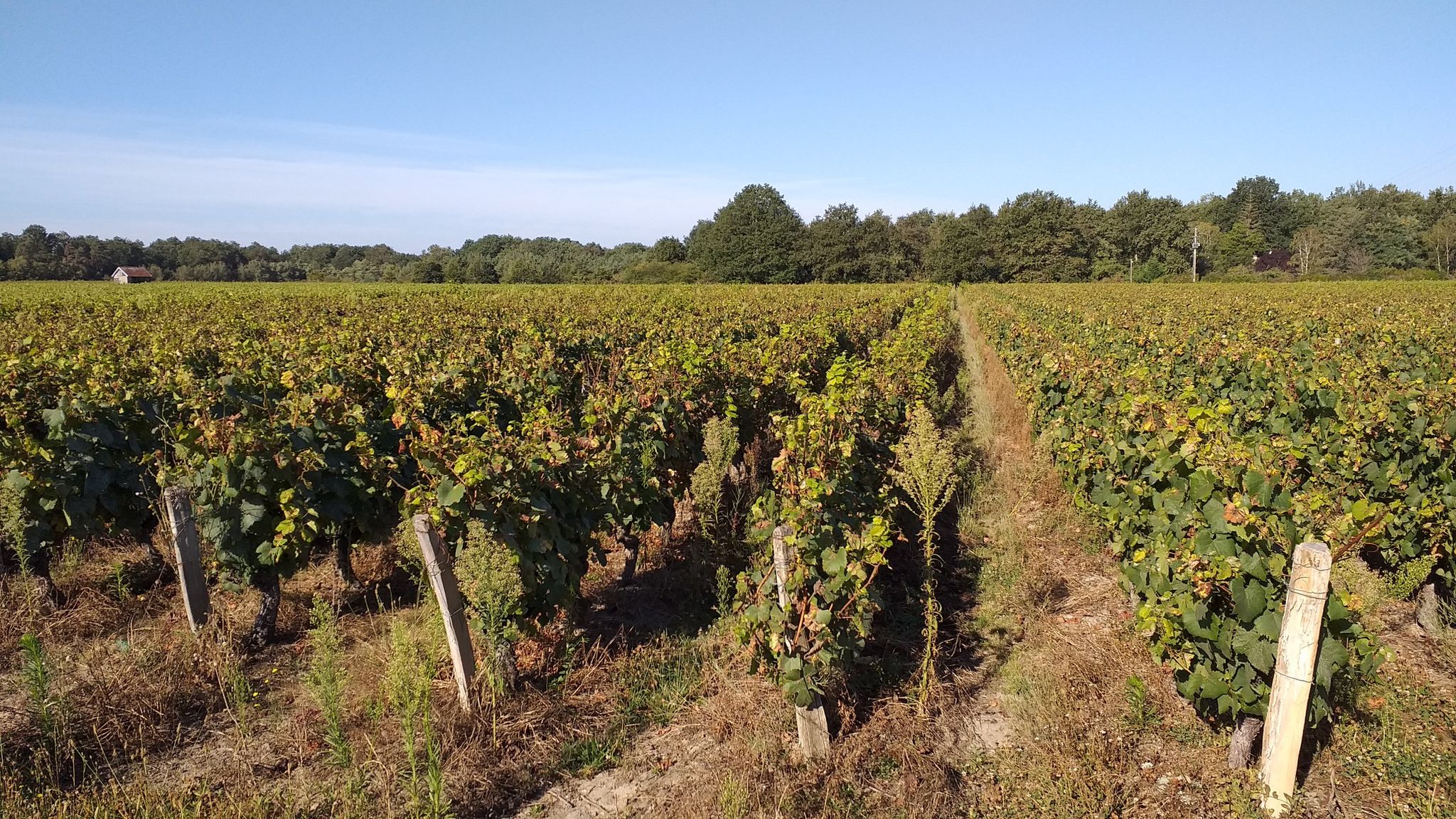 Un tour dans les vignes 