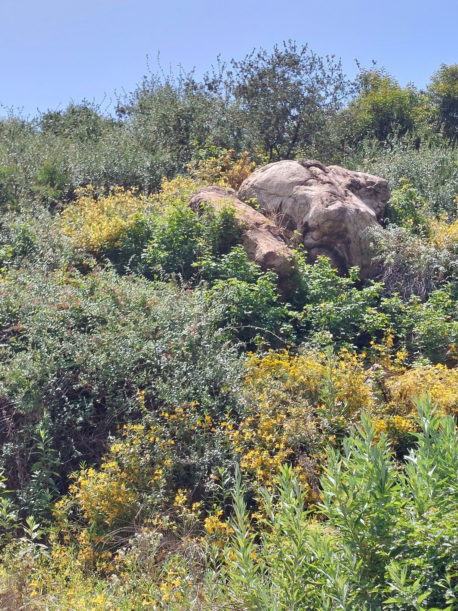 Large rocks nestled among dense green and yellow vegetation under bright sun. - Gale Mountain Loop