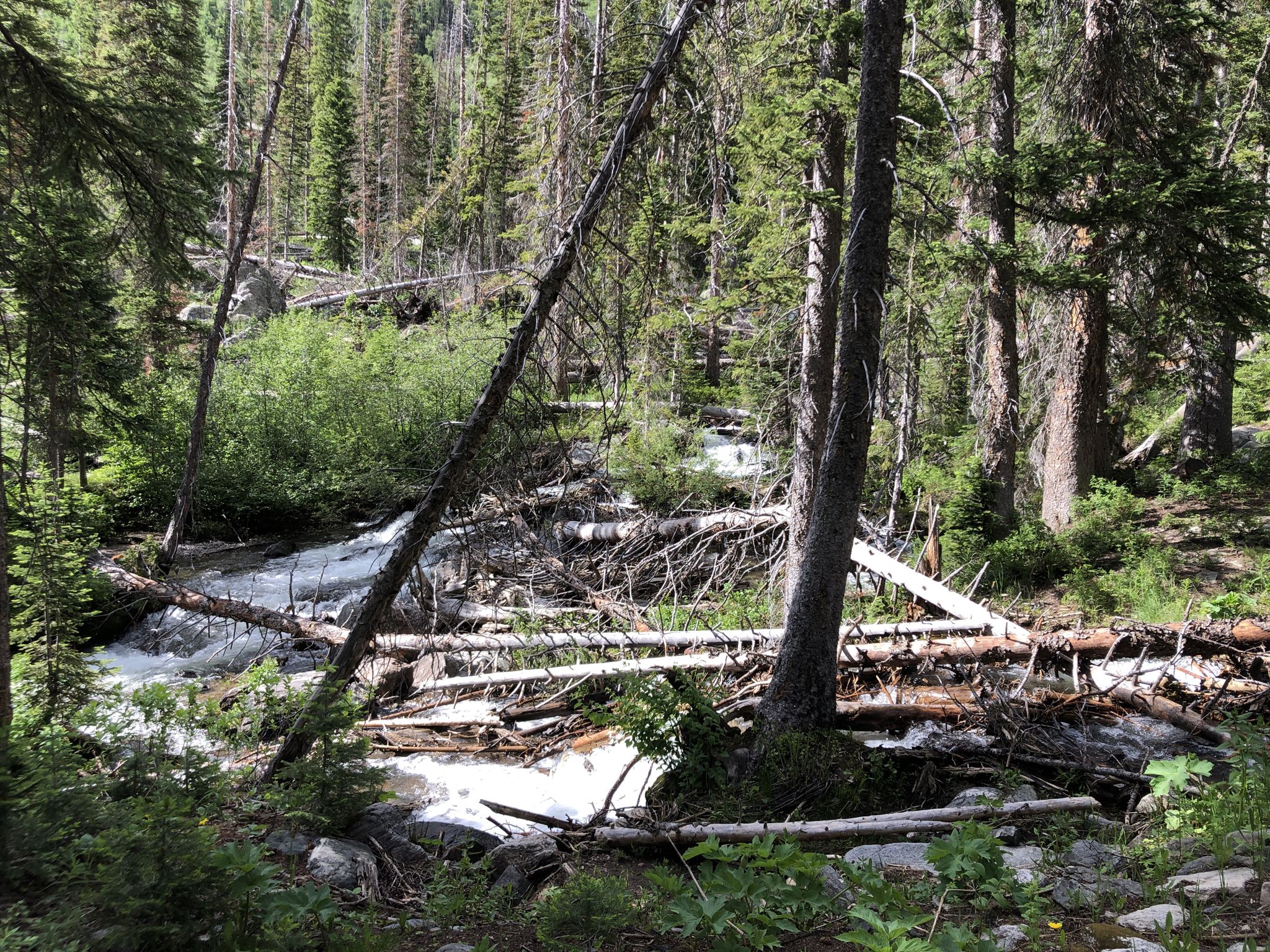 Rushing stream through a dense forest with many fallen logs. - Gold Creek Lake Trail