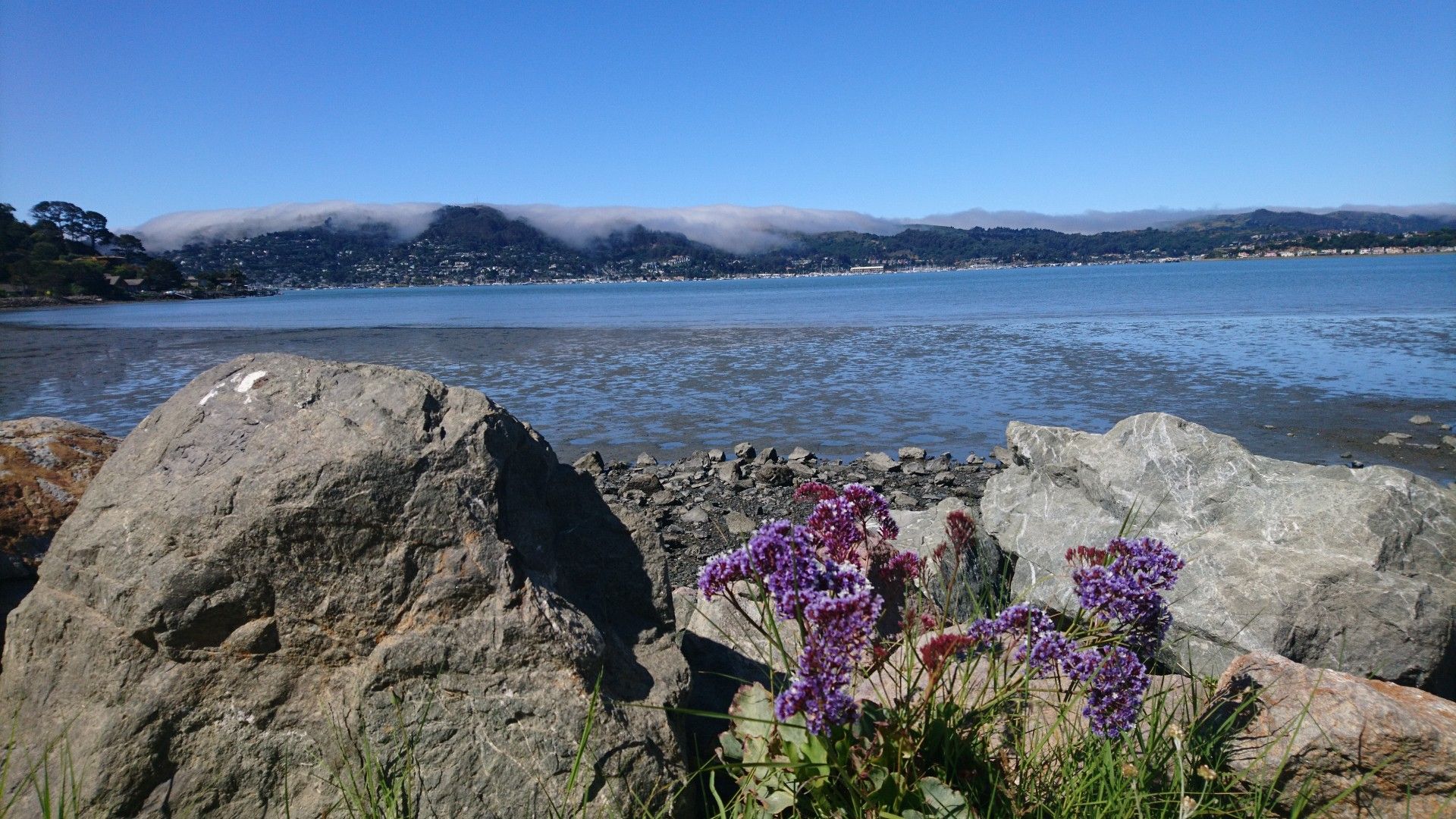 Large rocks and purple flowers frame wide water and distant cloud-covered hills. - Paradise Beach County Park – Immigrant Point Overlook loop from Corte Madera