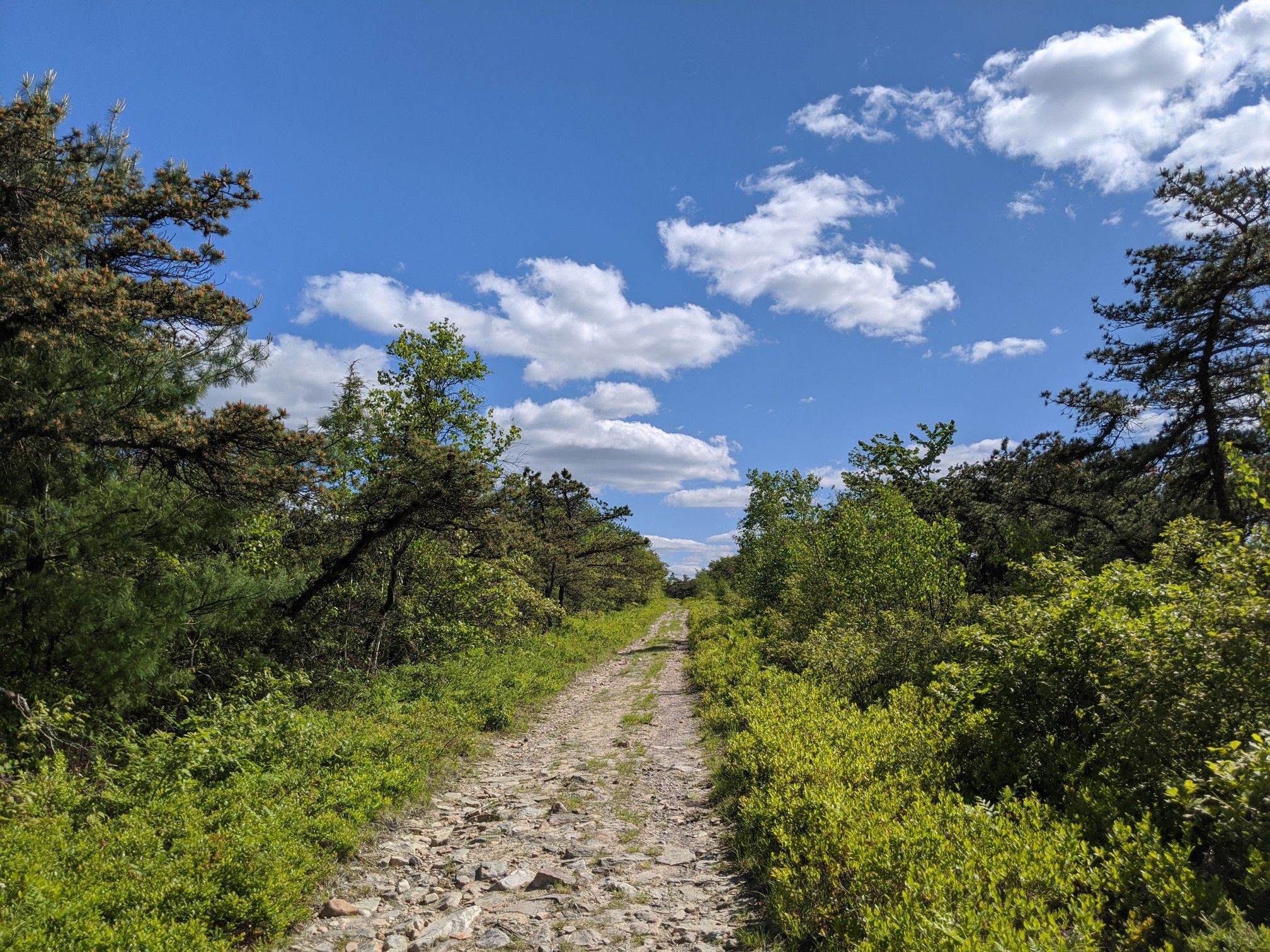 Sunny day on a rocky path lined with lush green trees and bushes. - Napanoch Point – Lake Maratanza loop from Horse Trailer Lot/Awosting Parking Overflow