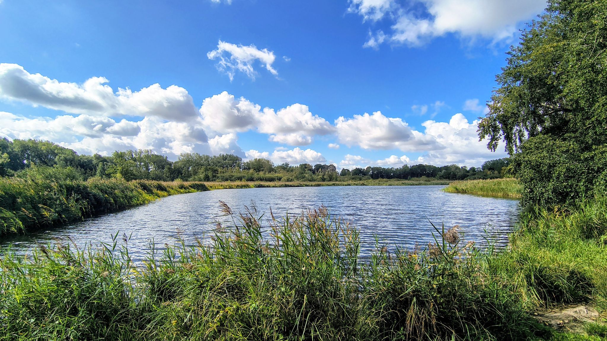 Grote vijver