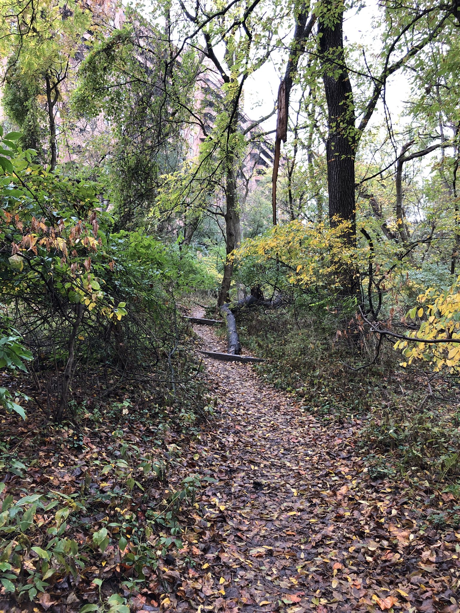 A narrow, autumn-leaf-covered path leads into a dense, green forest. - Battery Kemble, Wesley Heights, and Glover-Archbold Trails