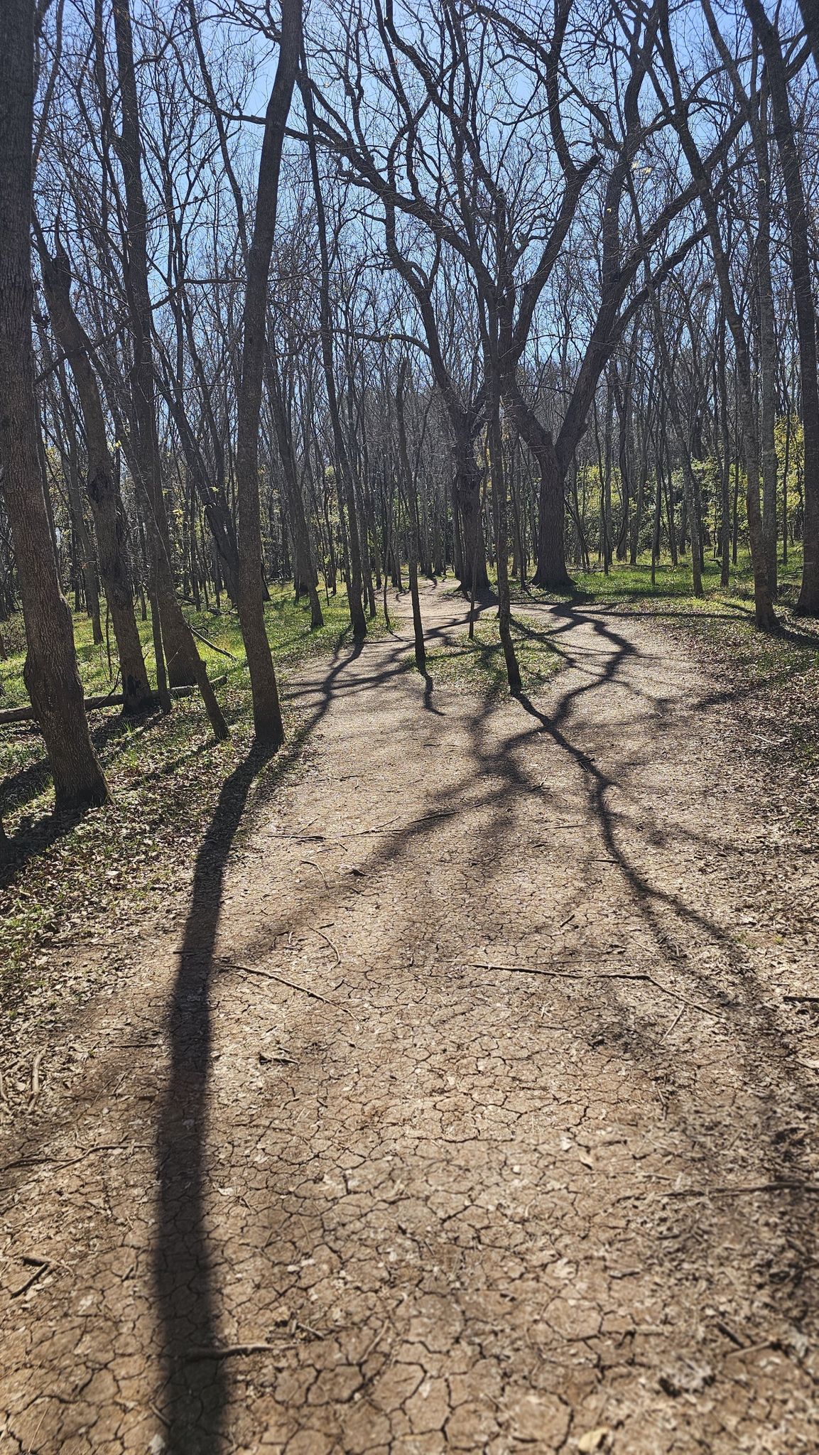A cracked dirt path winds through a bare forest with long shadows. - Cullinan Three Sisters Trail