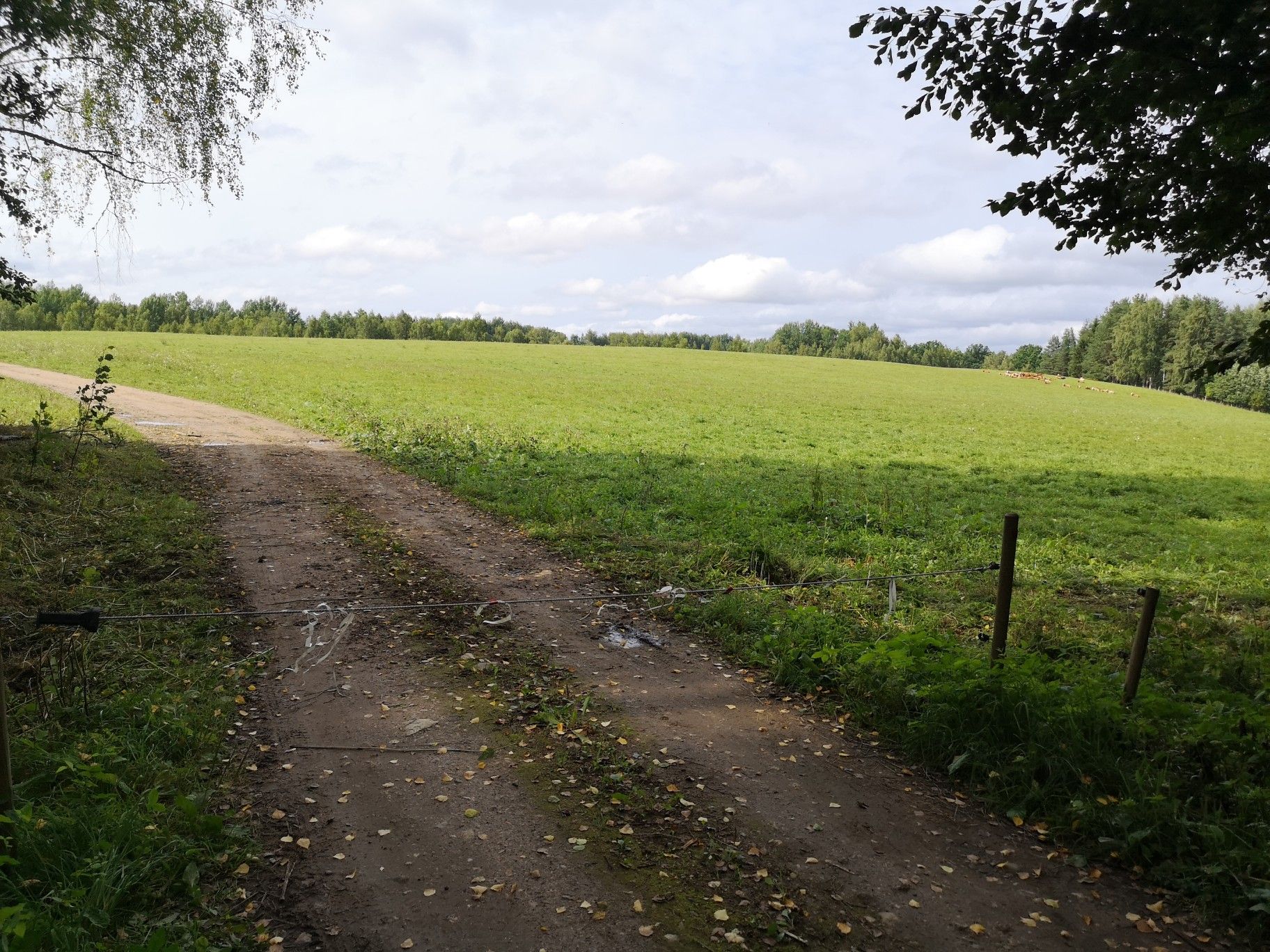 Ähijärve Kuhgatter und Weide