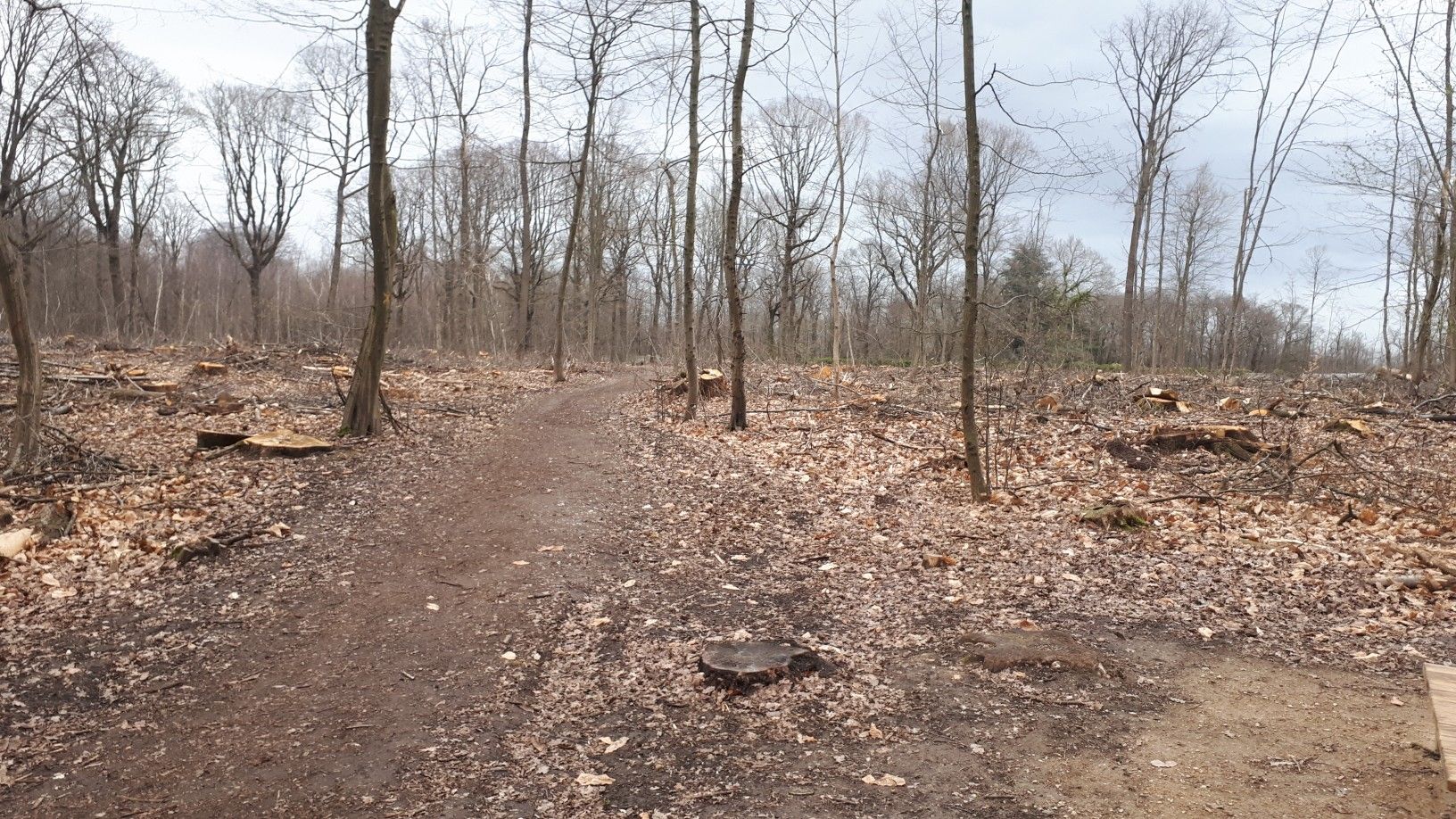 forêt de la Malmaison