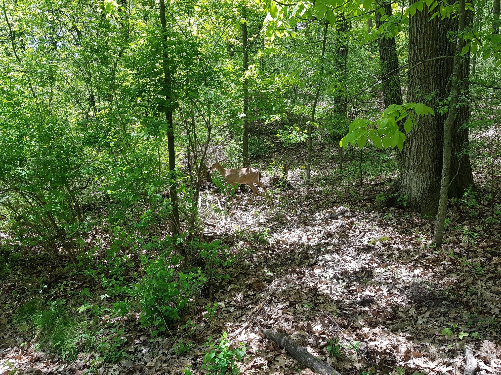 A deer stands in a sun-dappled, dense green forest with leafy ground. - Ice Age Trail to Lapham Peak