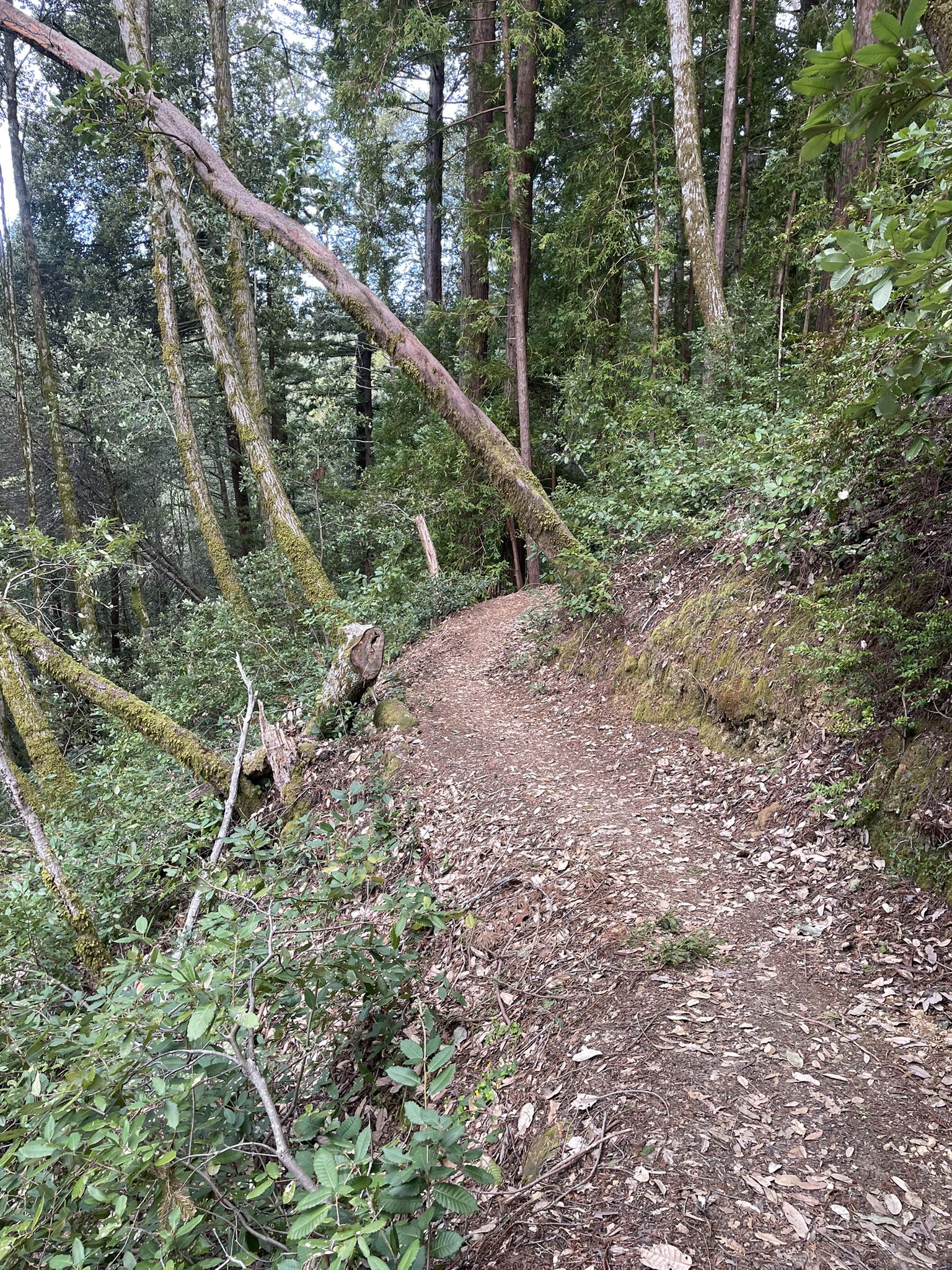 A winding dirt path through a dense forest with leaning trees. - Tafoni and El Corte de Madera Creek Trail Loop