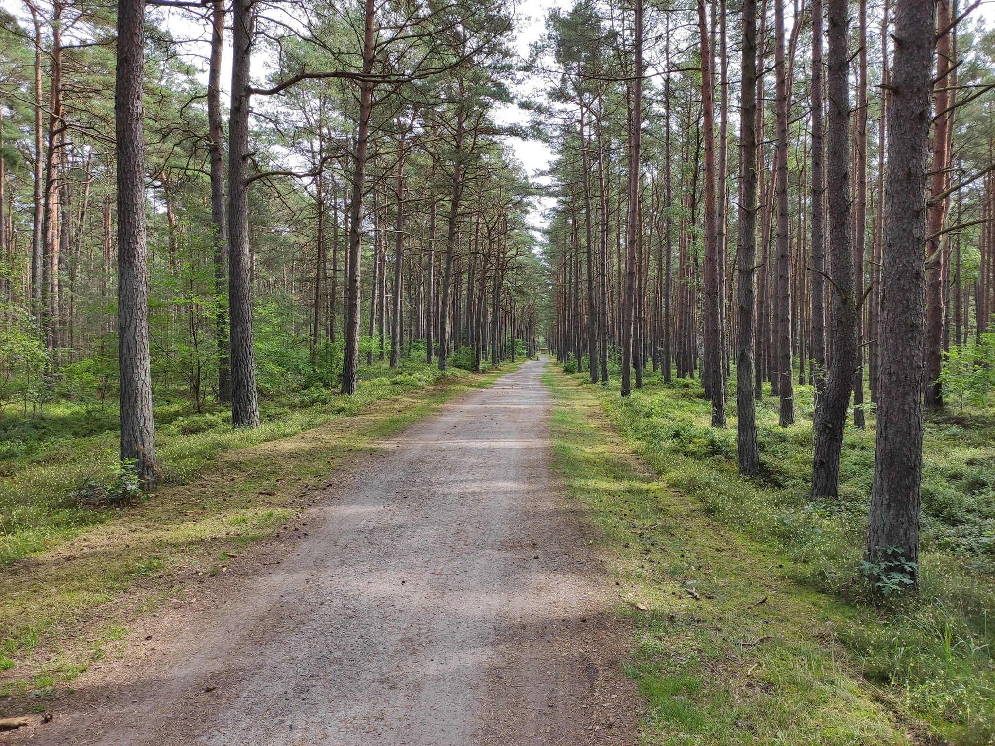 Radweg im Küstenwald zwischen Karlshagen und Trassenheide