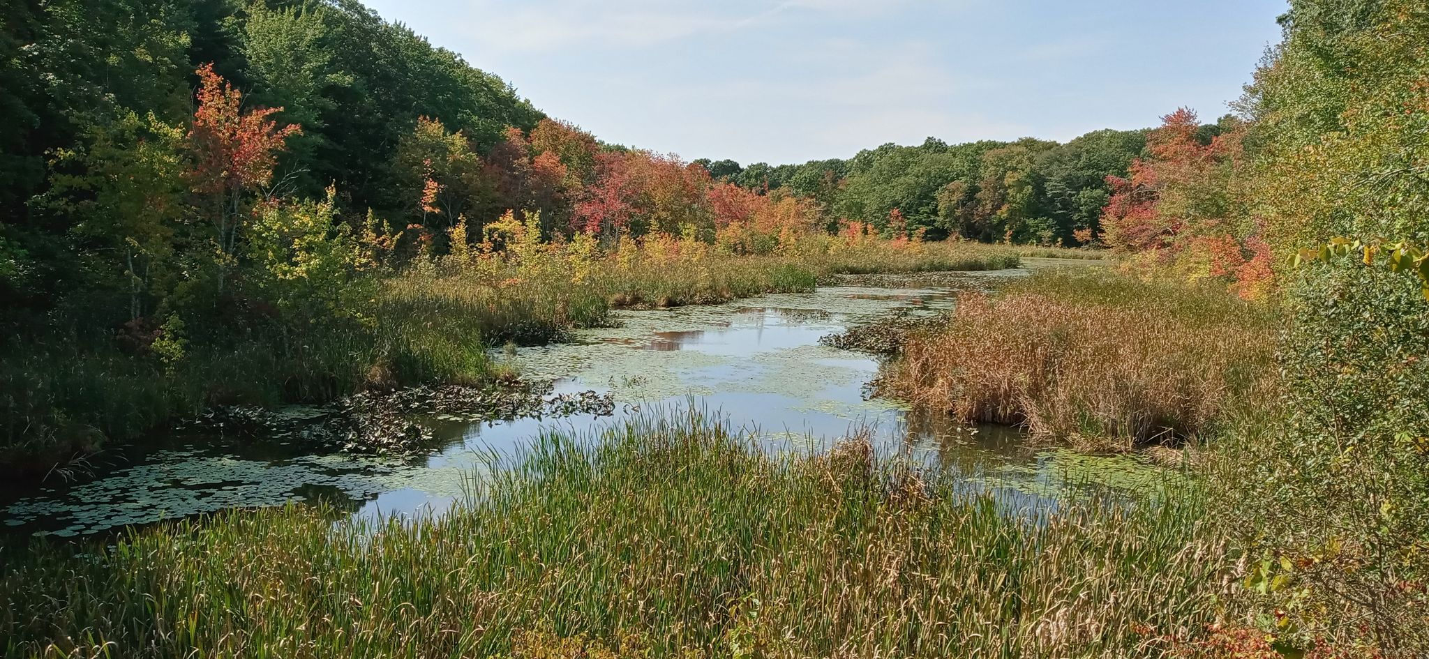 Sunny wetland with calm water, green reeds, and trees showing autumn colors. - Storybrook Trail