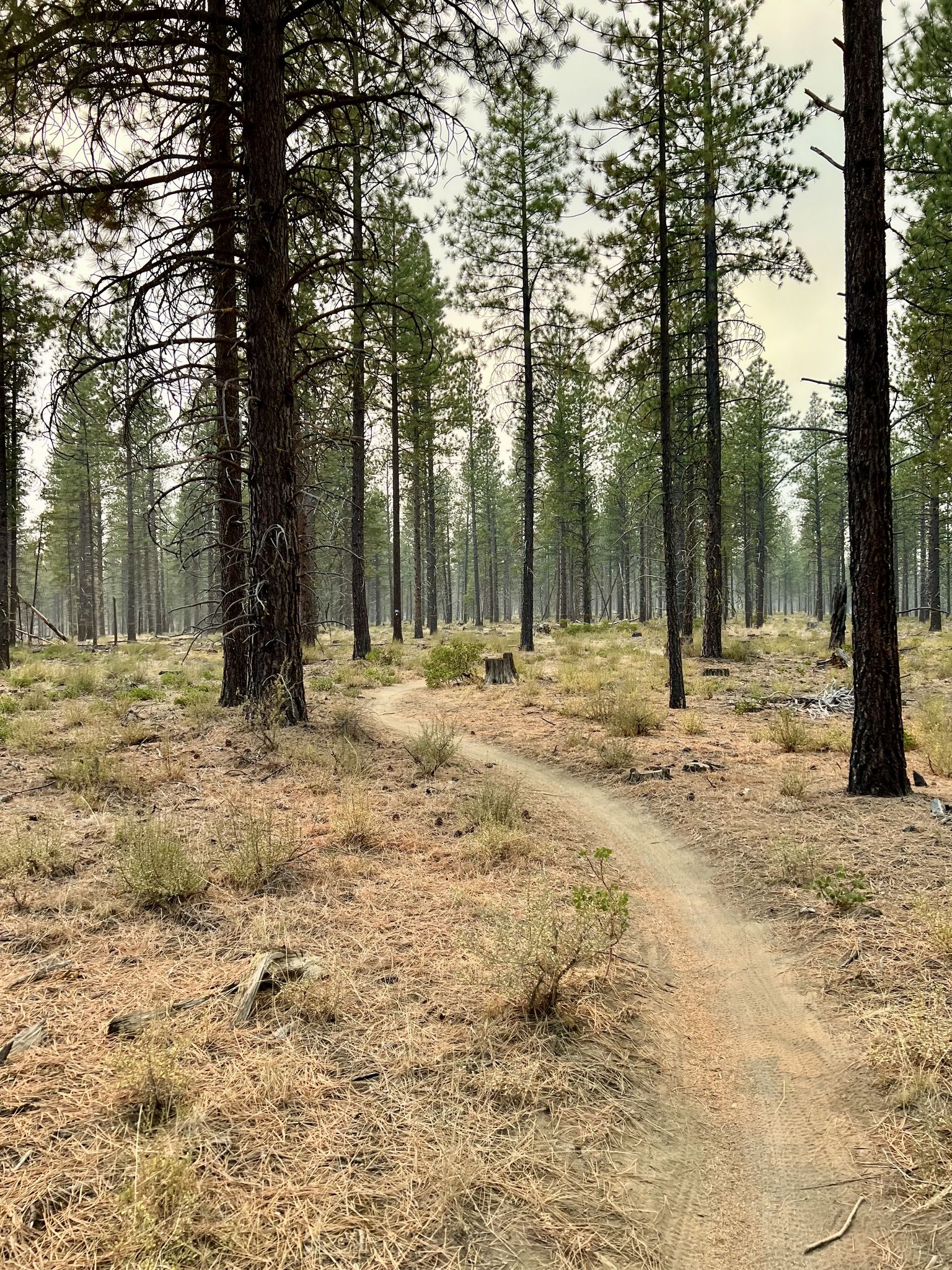 A winding dirt trail leads through a dense, quiet pine forest. - Ben's, Pinedrops and Phil's Trail Loop