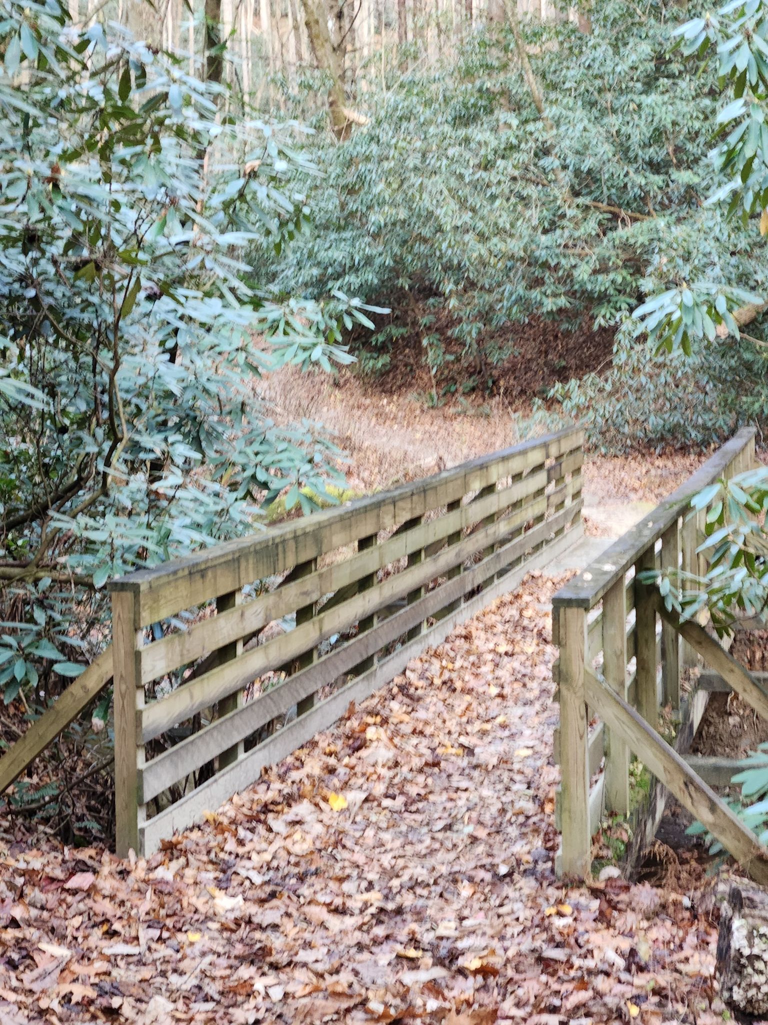Wooden footbridge over a leaf-covered path in a dense forest. - Widows Creek and Mountains-to-Sea Trail