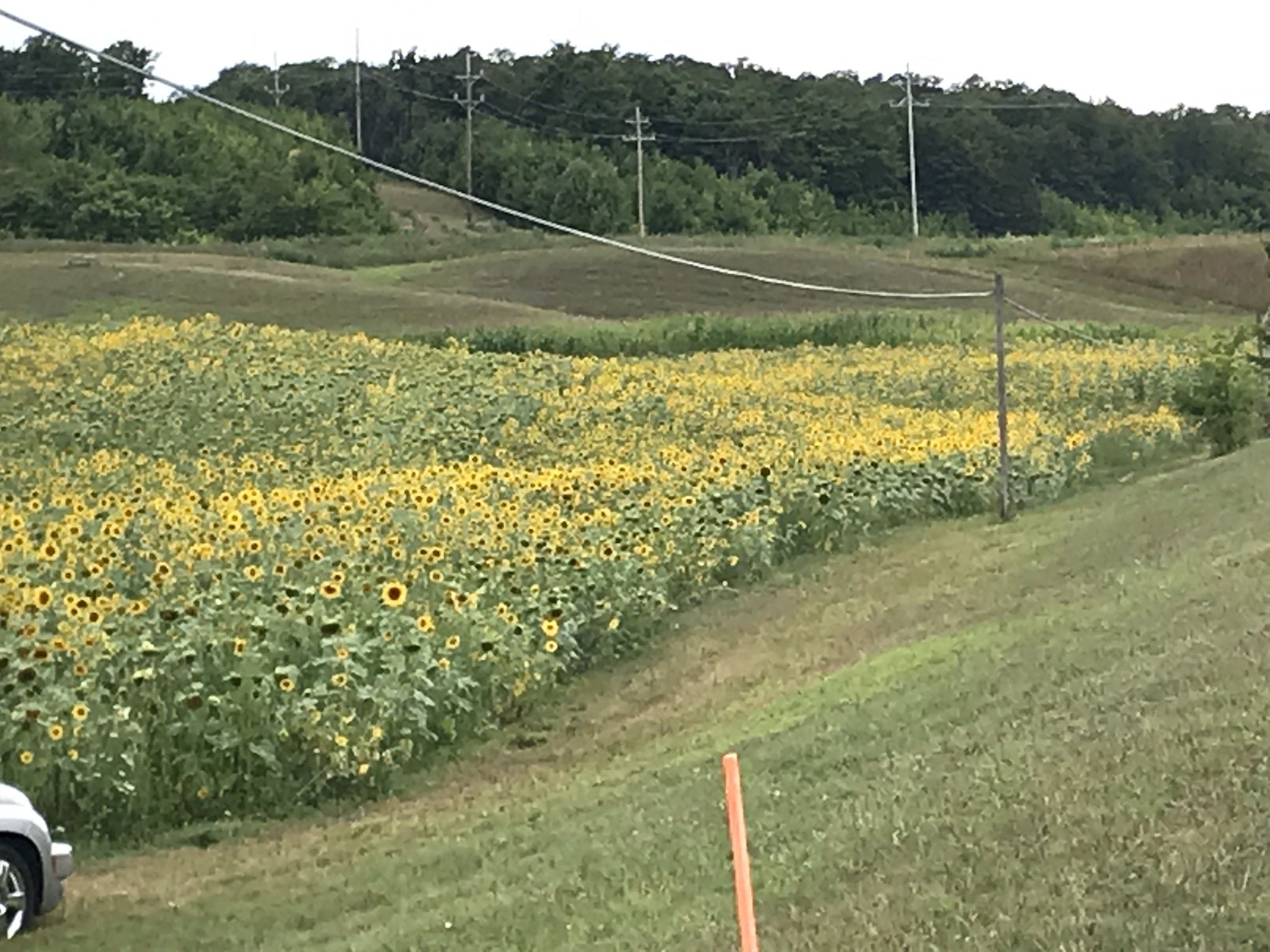 A vast field of bright yellow sunflowers on rolling hills. - Bayfront Park Beach – Suttons Bay Waterfront loop from Suttons Bay