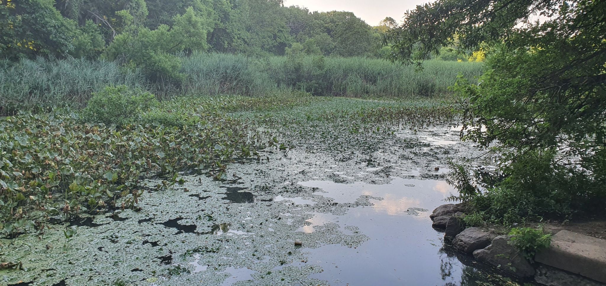 Murky pond with lily pads and reeds, surrounded by dense green vegetation. - South County Trailway – South County Trailway loop from Dobbs Ferry