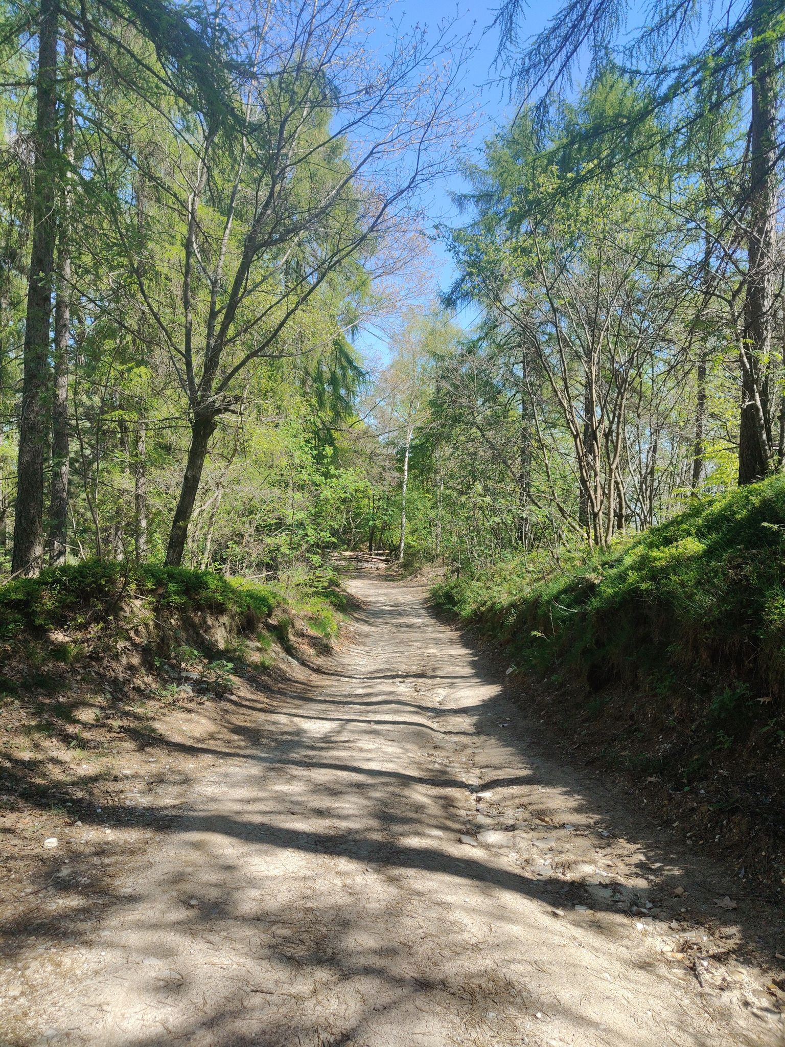 Strada nel bosco