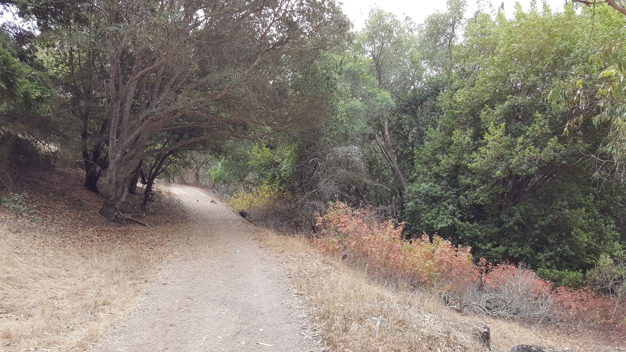 Wide dirt path through a wooded area with dry grass and colorful bushes. - Lower Big Springs Trail loop from Tilden Regional Park