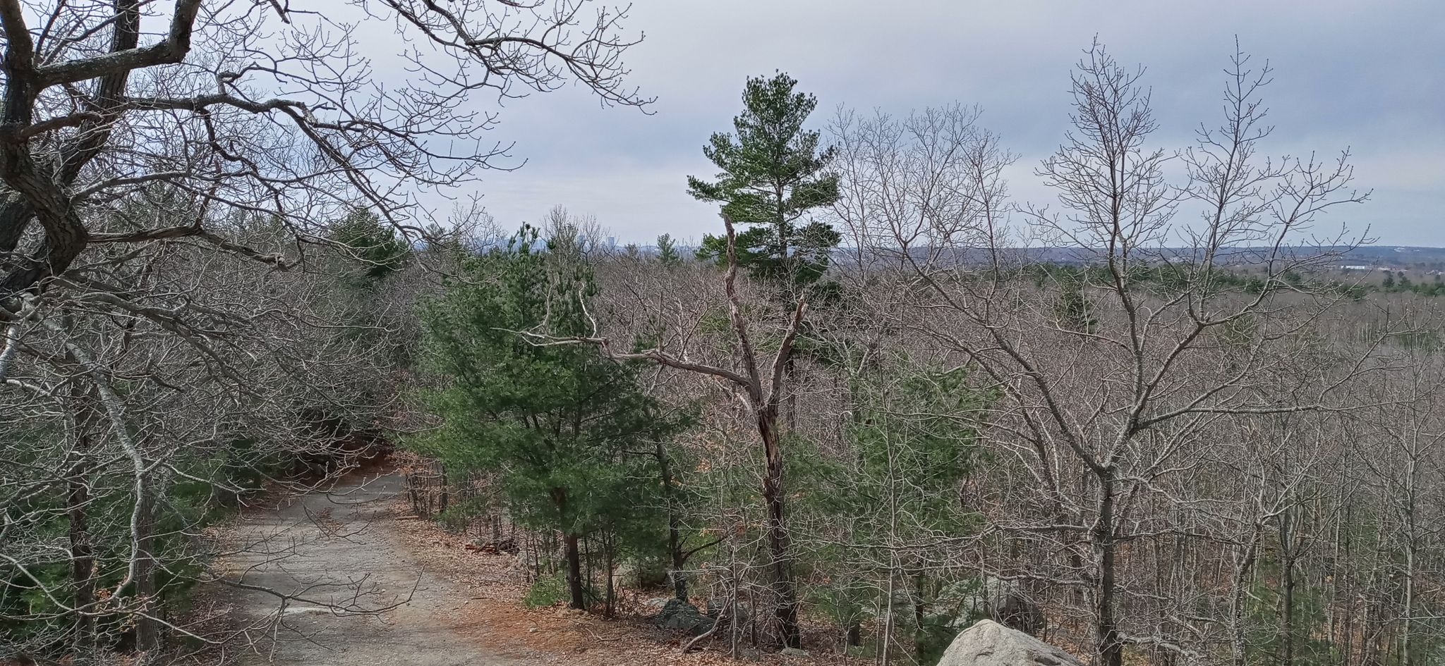 Overlook of a dense forest with bare and evergreen trees under an overcast sky. - Cooke Road and Cornel Path Loop