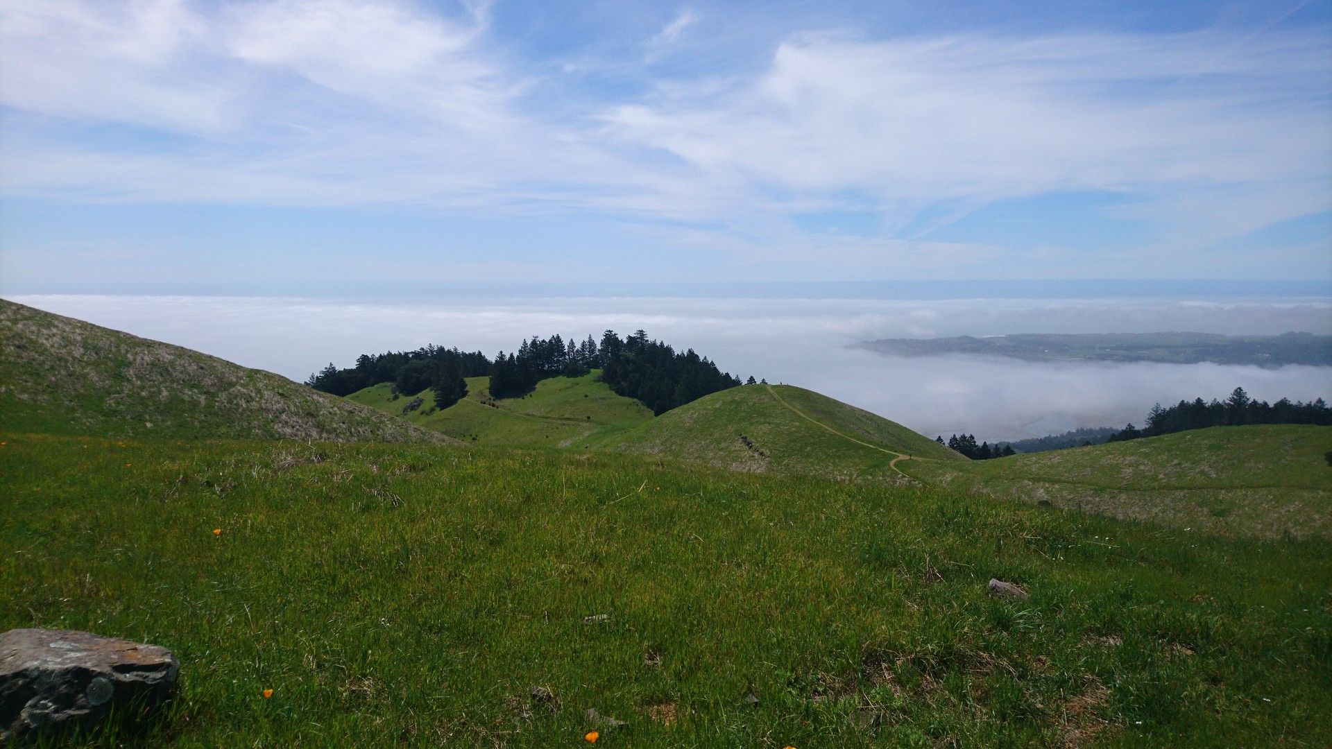 Rolling green hills with distant trees and fog under an overcast sky. - Cataract and Coastal Trail Loop