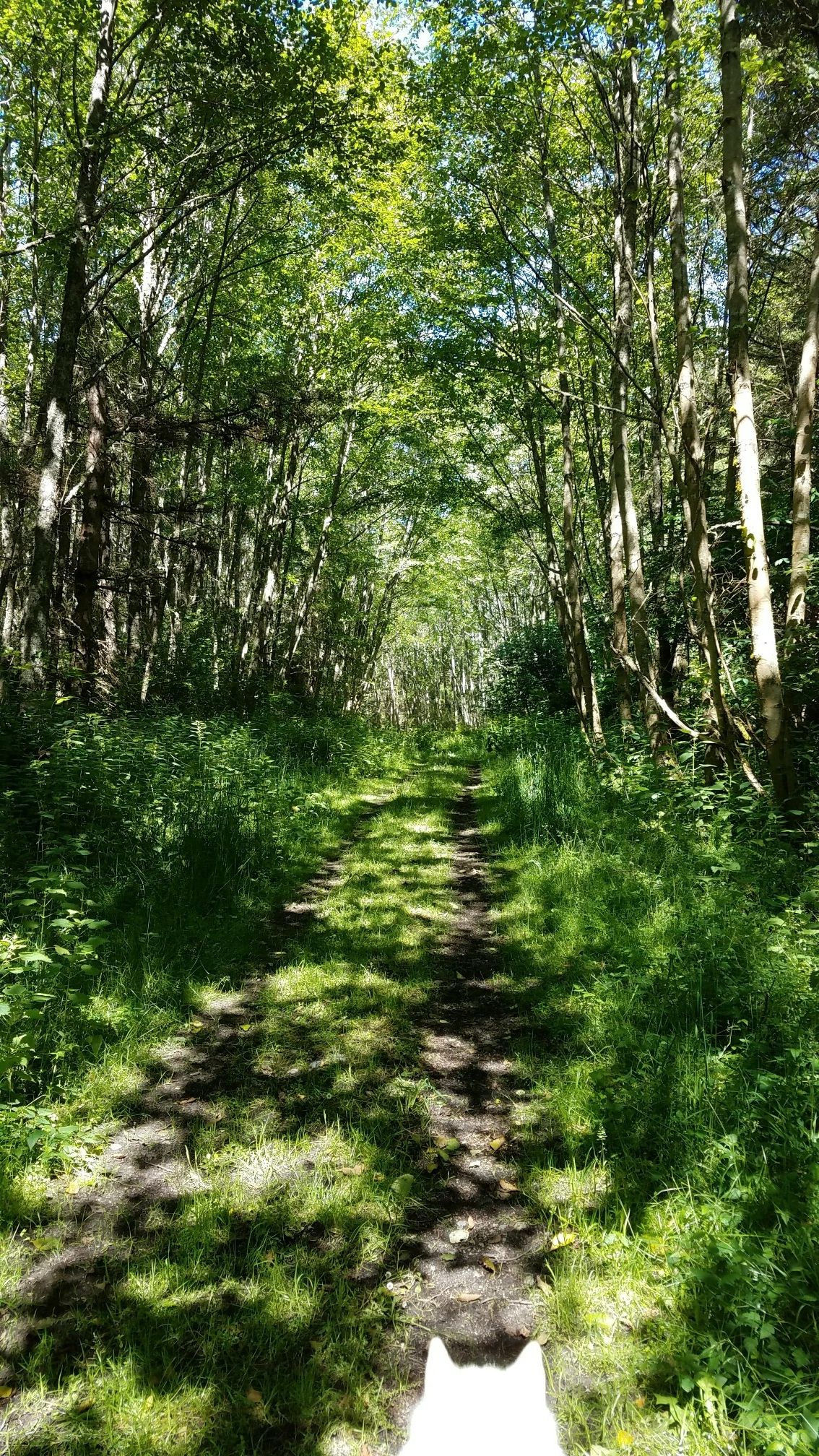 Sun-dappled forest path through lush green trees, with a white dog's head visible. - Old Hoypus Hill, North Fork, and Fireside Loop Trail