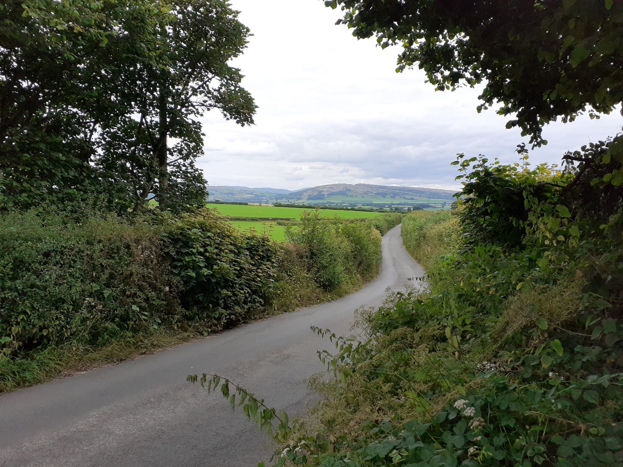 view west from low wood edge kiln, cockshot lane