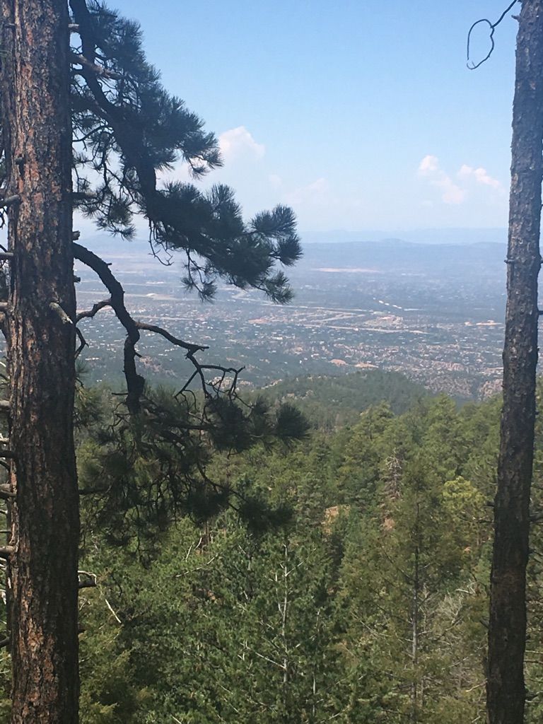 Bright sunny view through pine trees of a sprawling distant town. - Chamisa and Borrego Loop