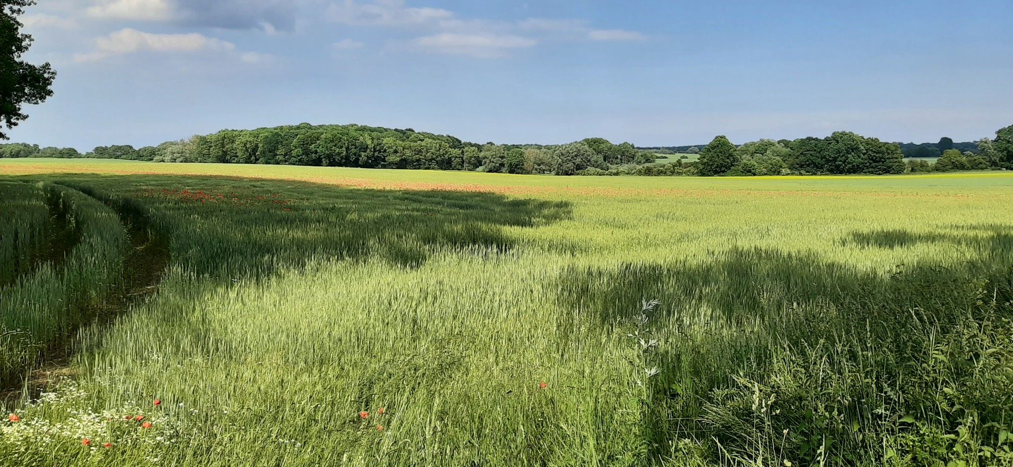 Mohnblüten bei Brook