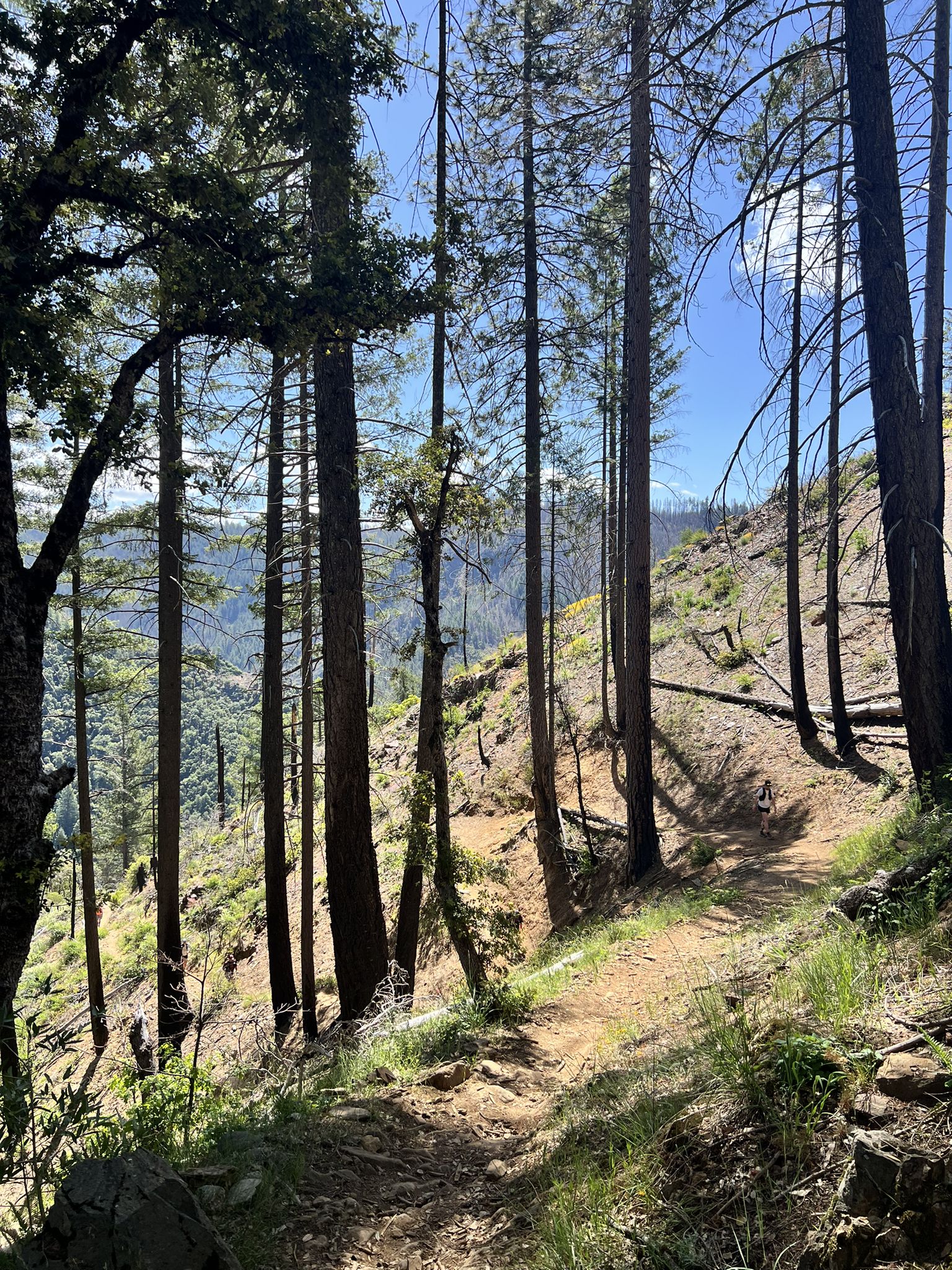 Narrow dirt trail winding through a sunny, steep, forested hillside. - Western States Trail: Michigan Bluff to Last Chance