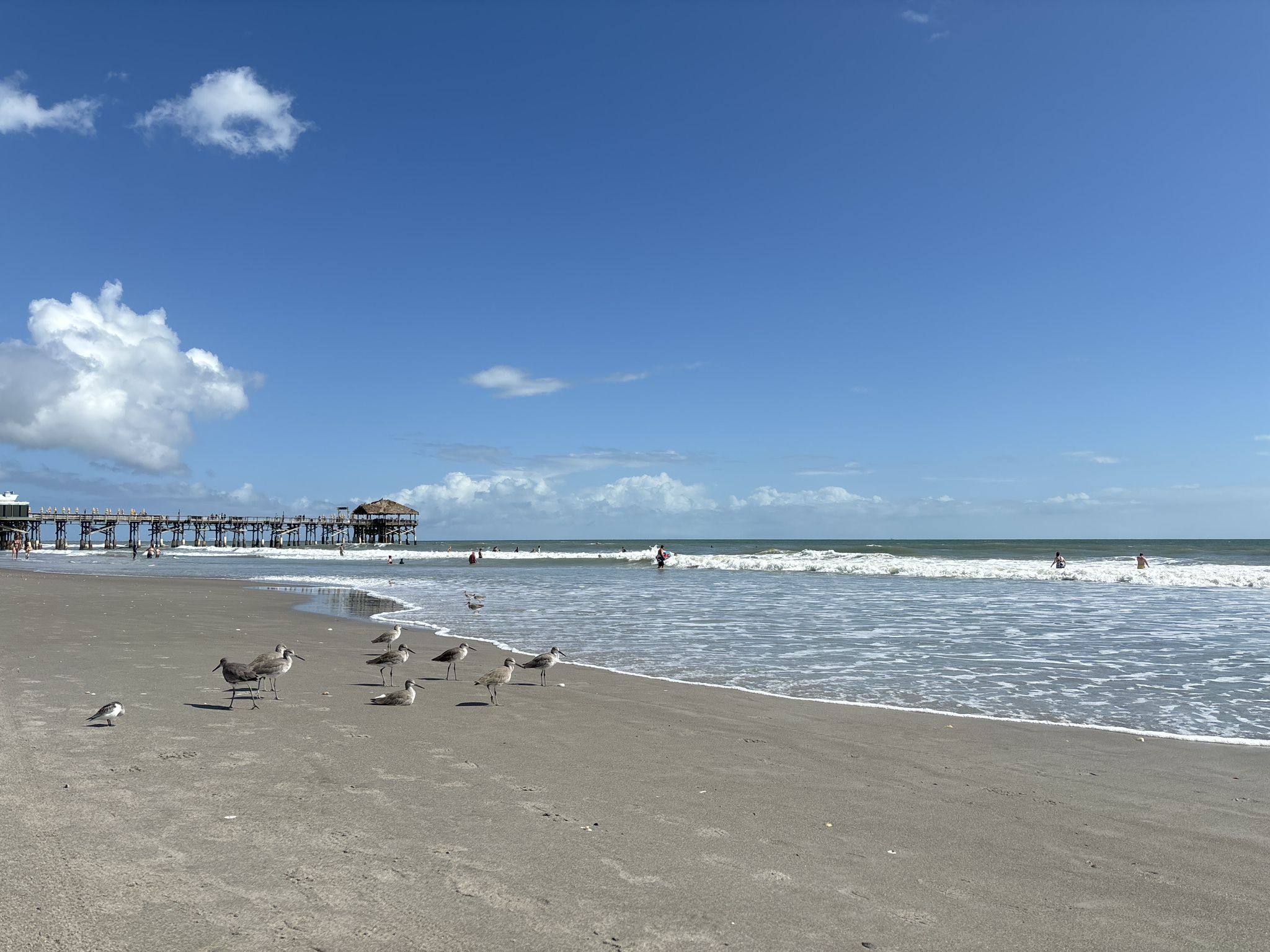 Seagulls on a sandy beach with ocean waves and a distant pier. - Cocoa Beach Pier loop from Four Islands