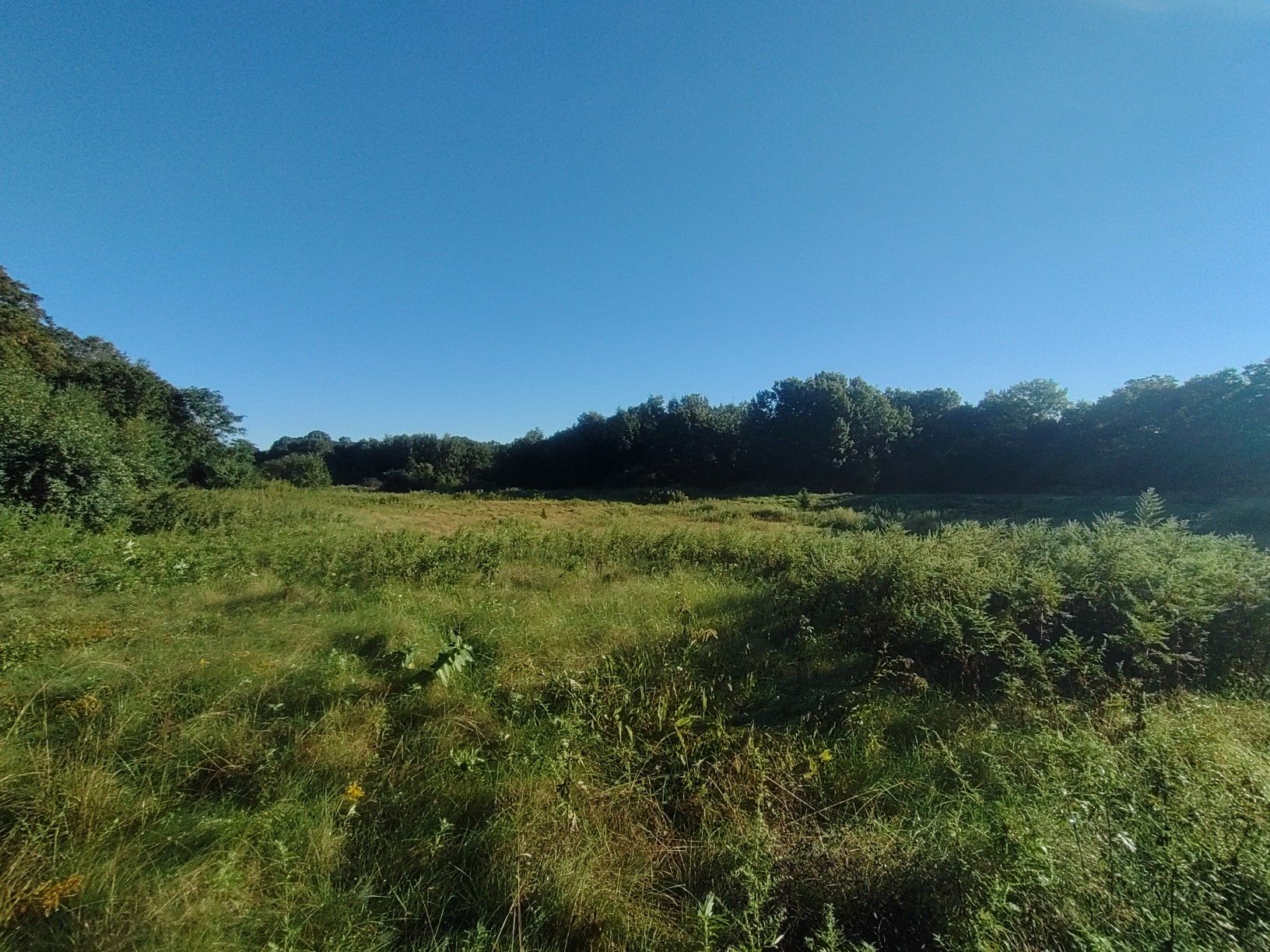 Wide open grassy field with distant trees under a clear blue sky. - Belleville Pond Loop