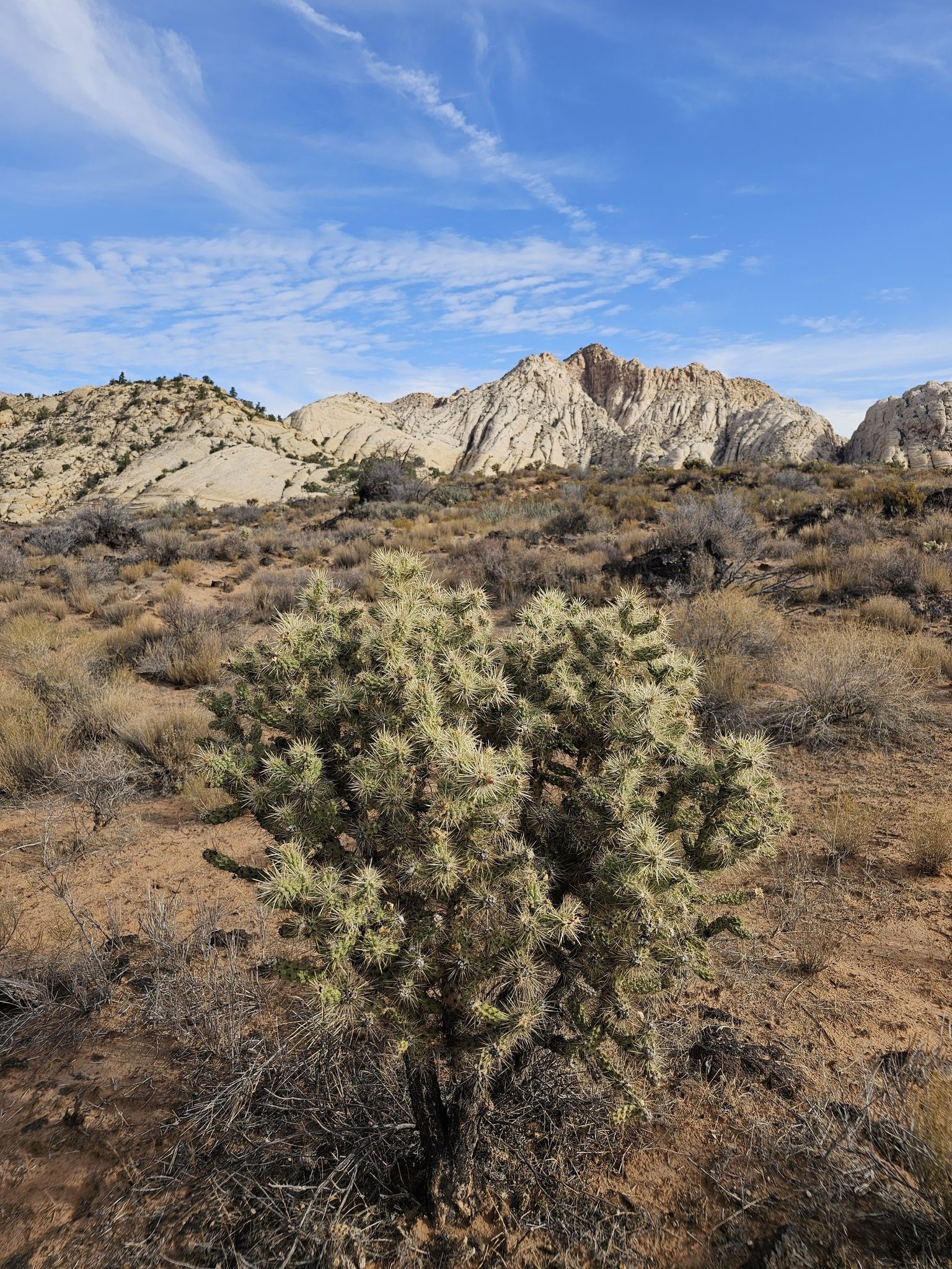 Cholla cactus in a desert landscape with distant rocky mountains under blue sky. - Whiterocks Trail