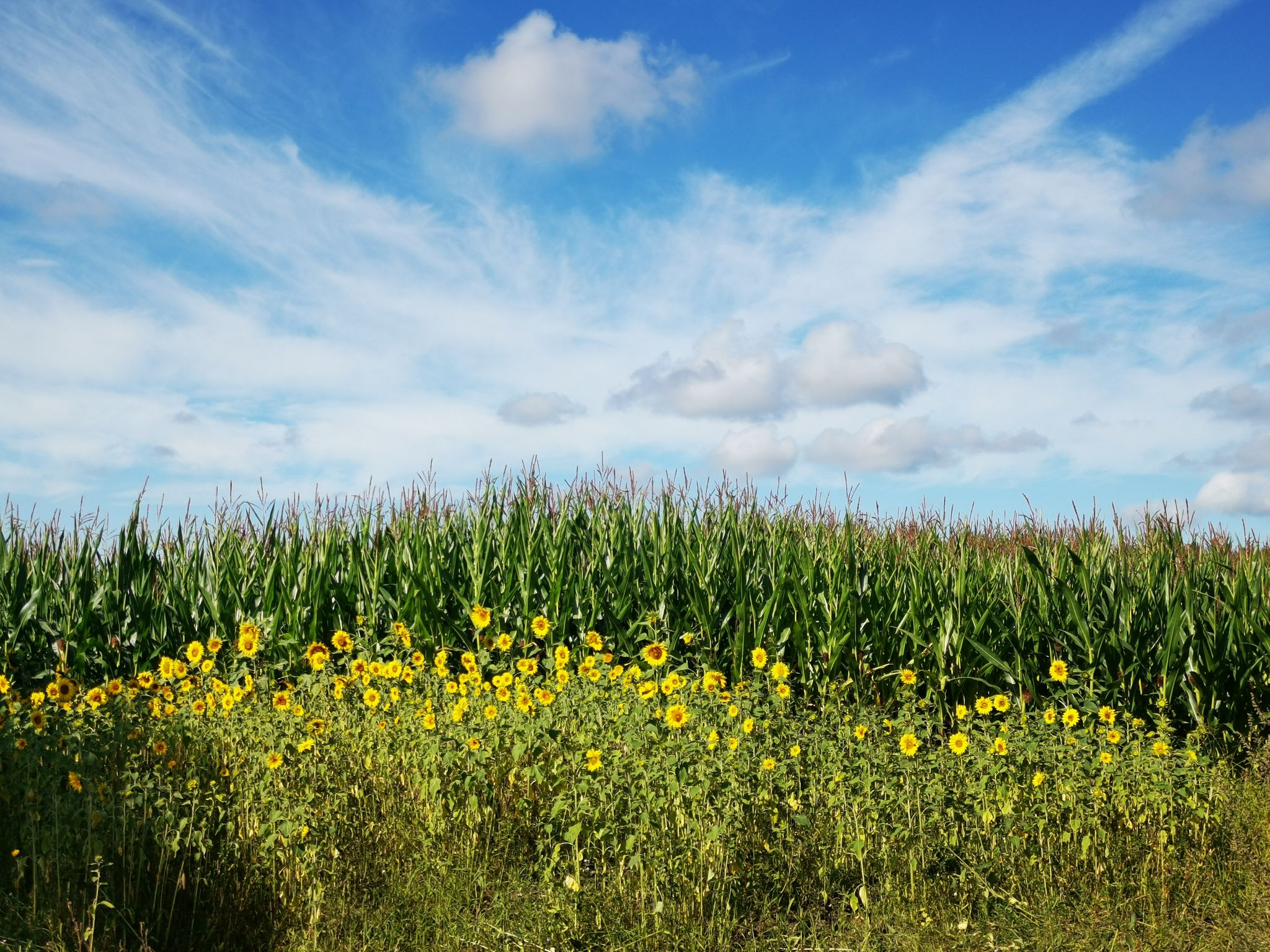 Da lacht die ☀️, da lacht das 💛, bei den 🌻🌻🌻