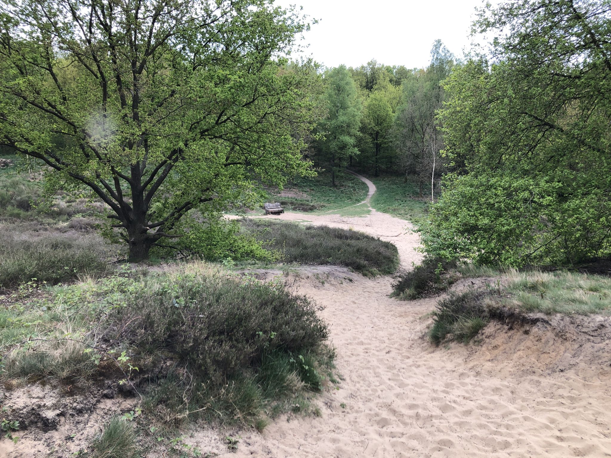 Heide op open plek in het Rozendaal, Montfort