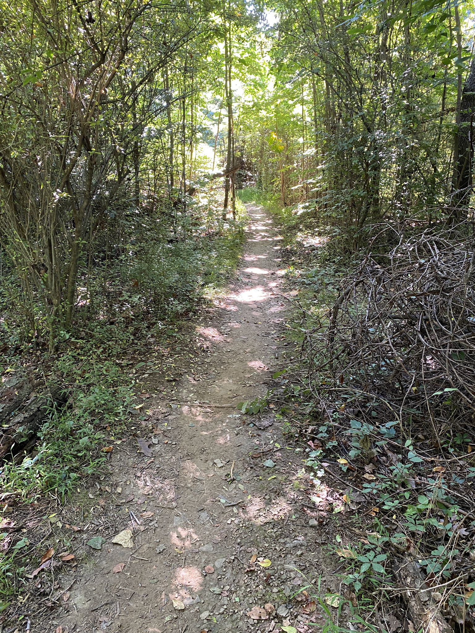 A narrow, sun-dappled dirt path through a dense green forest. - Spreading Oak Spring – Maple Springs Loop Trail loop from South Park