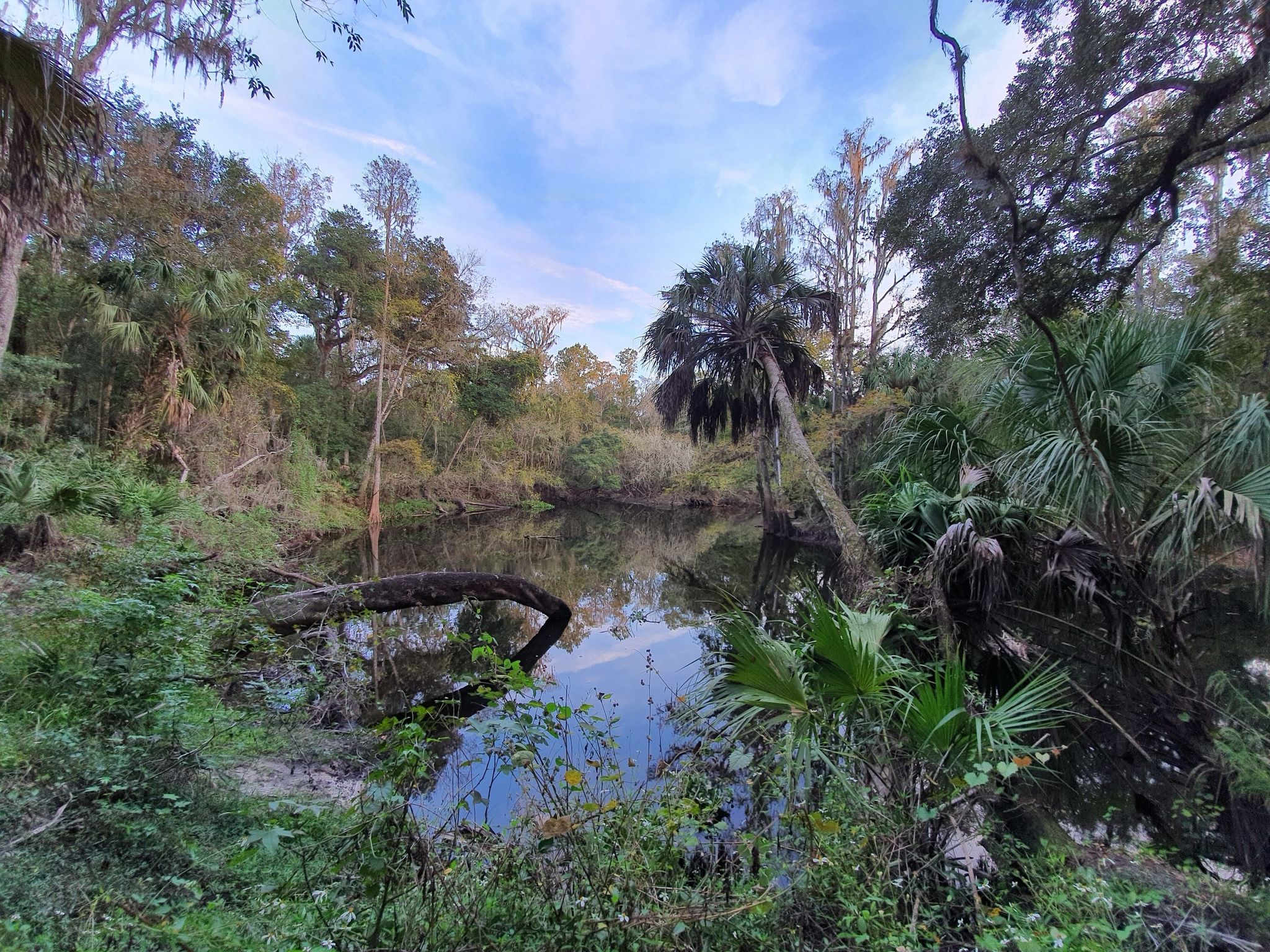 A calm river surrounded by lush green forest under a cloudy sky. - Seminole and Baynard Trail Loop