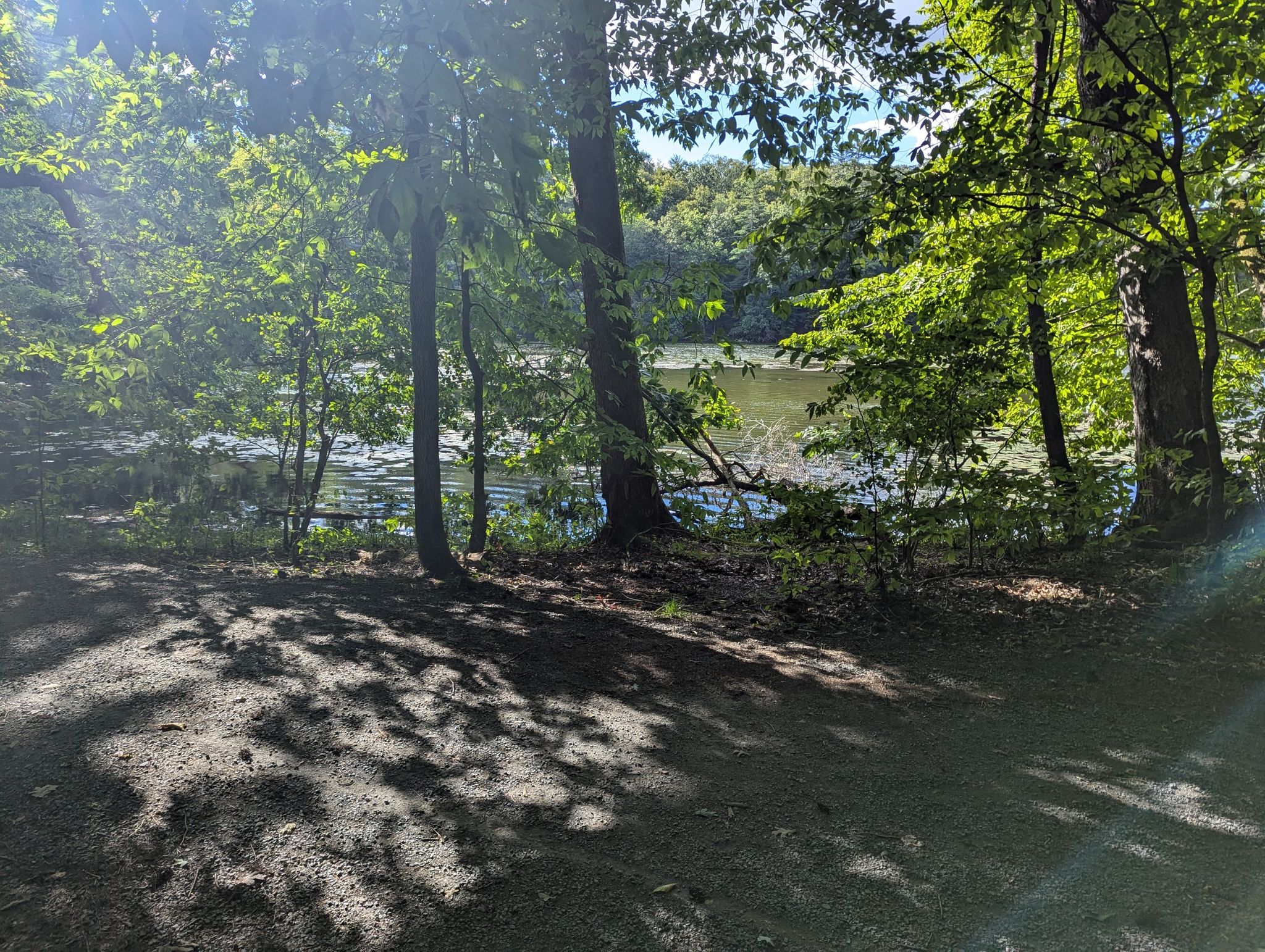 Dappled sunlight on a forest path next to a calm lake. - Chenango Lake Trail Loop