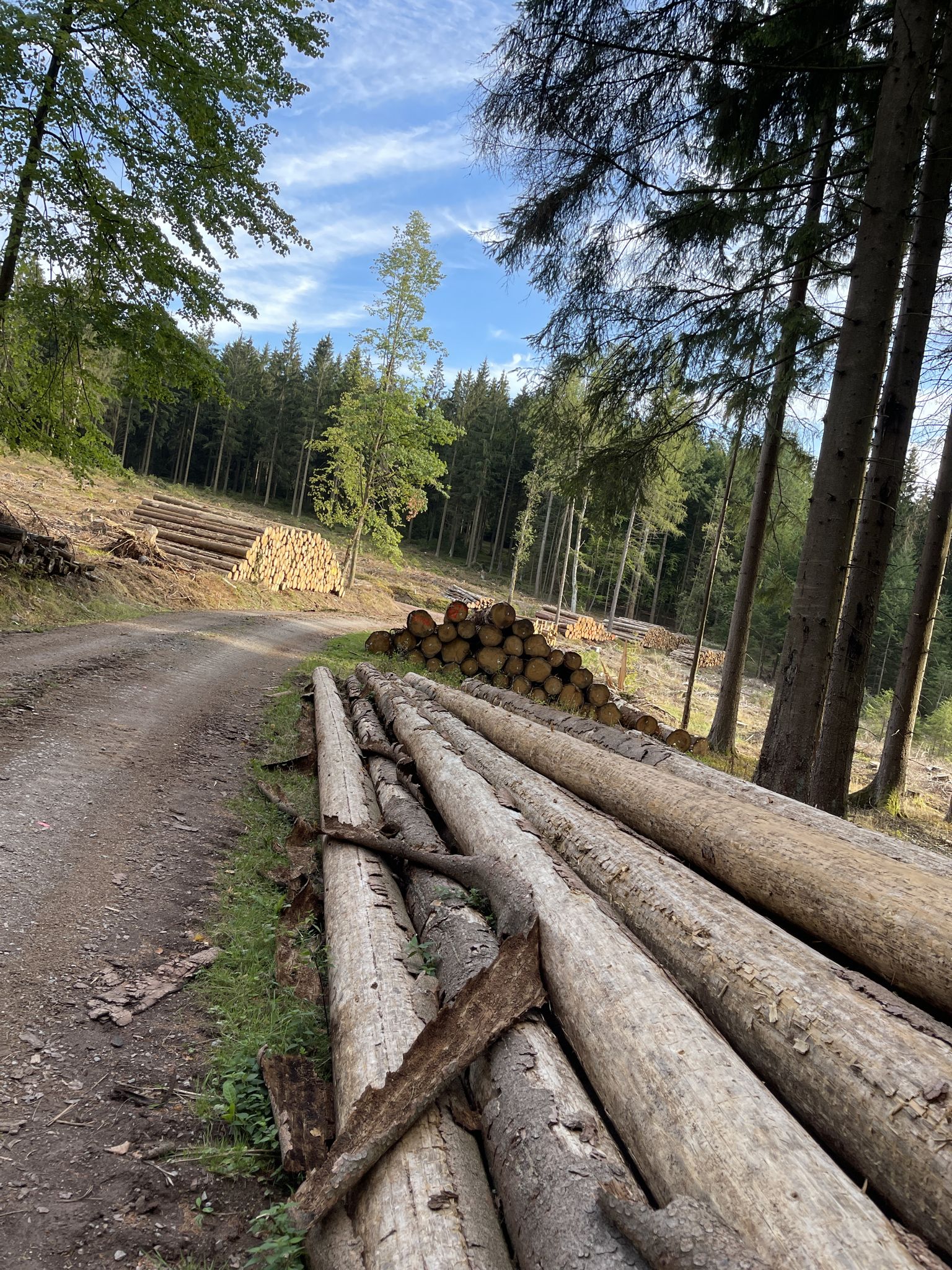 Überall am Wegesrand gefällte Bäume.