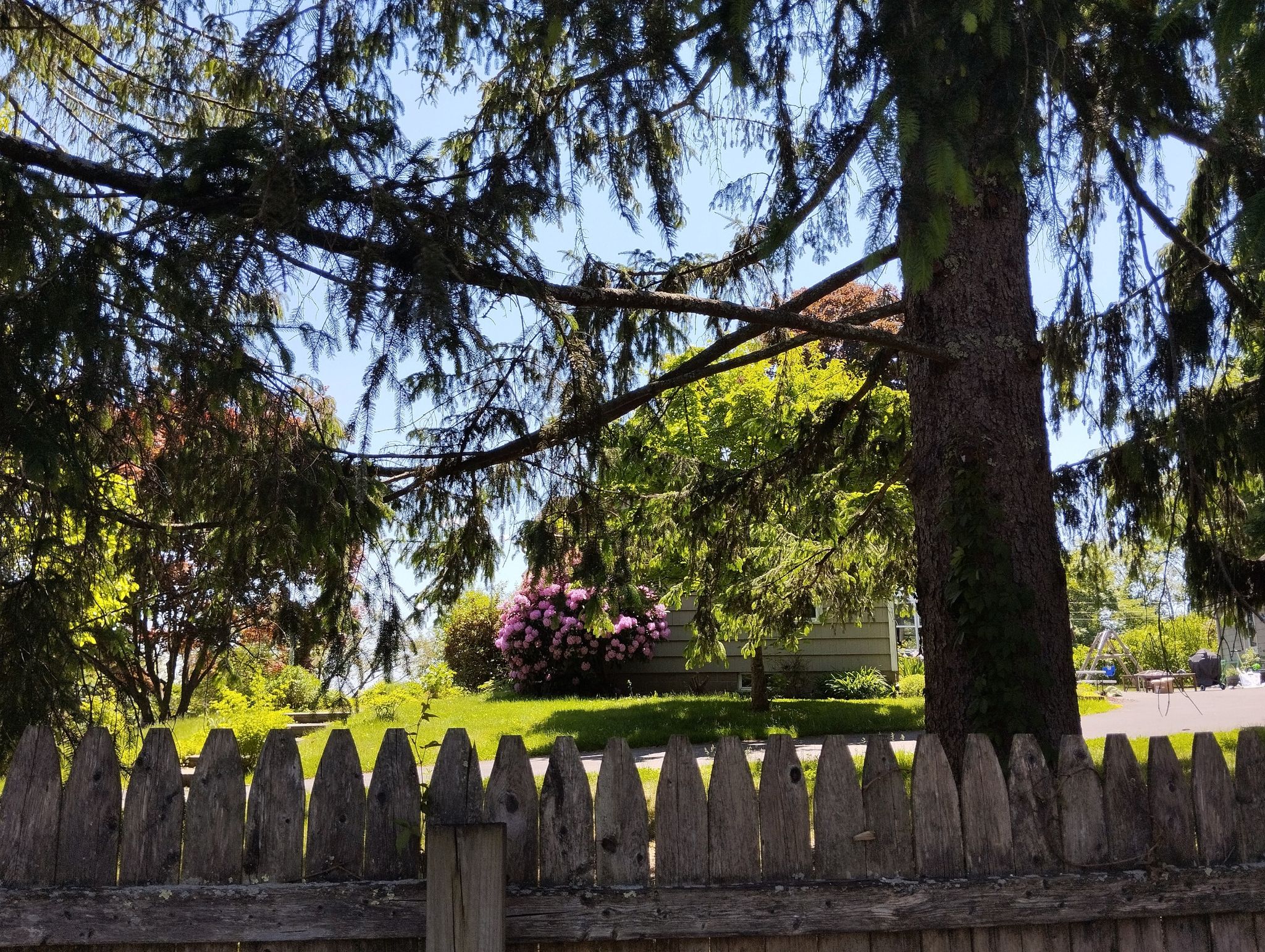 A wooden fence in front of a sunny yard with trees and pink flowers. - Blue Trail