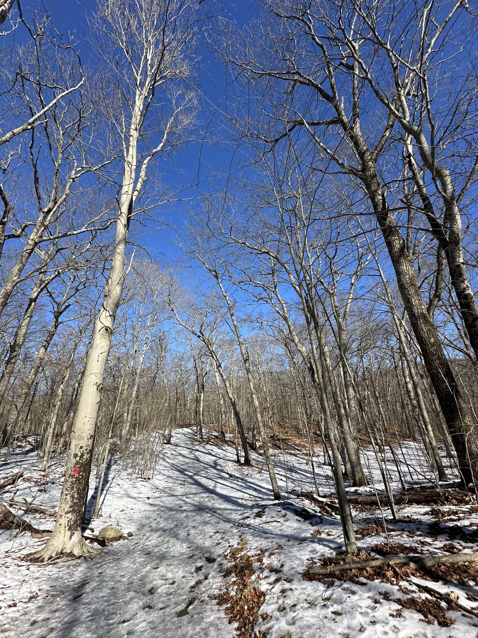 Sunny winter forest with bare trees and a snowy path under a blue sky. - Nine Men's Misery, Homestead, and Whipple Trails loop