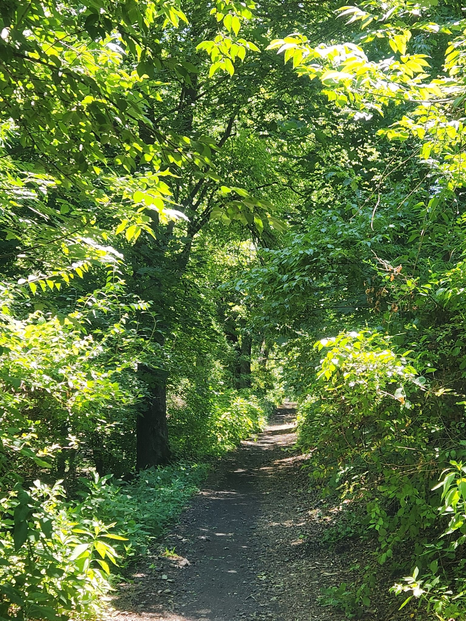 A sun-dappled dirt path winds through a dense green forest. - D&L Trail
