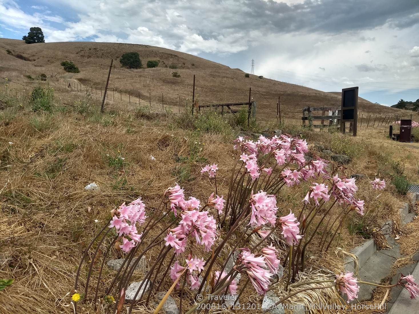 Pink flowers in foreground, dry golden hills, cloudy sky, and a fence. - Dollar Fire Road
