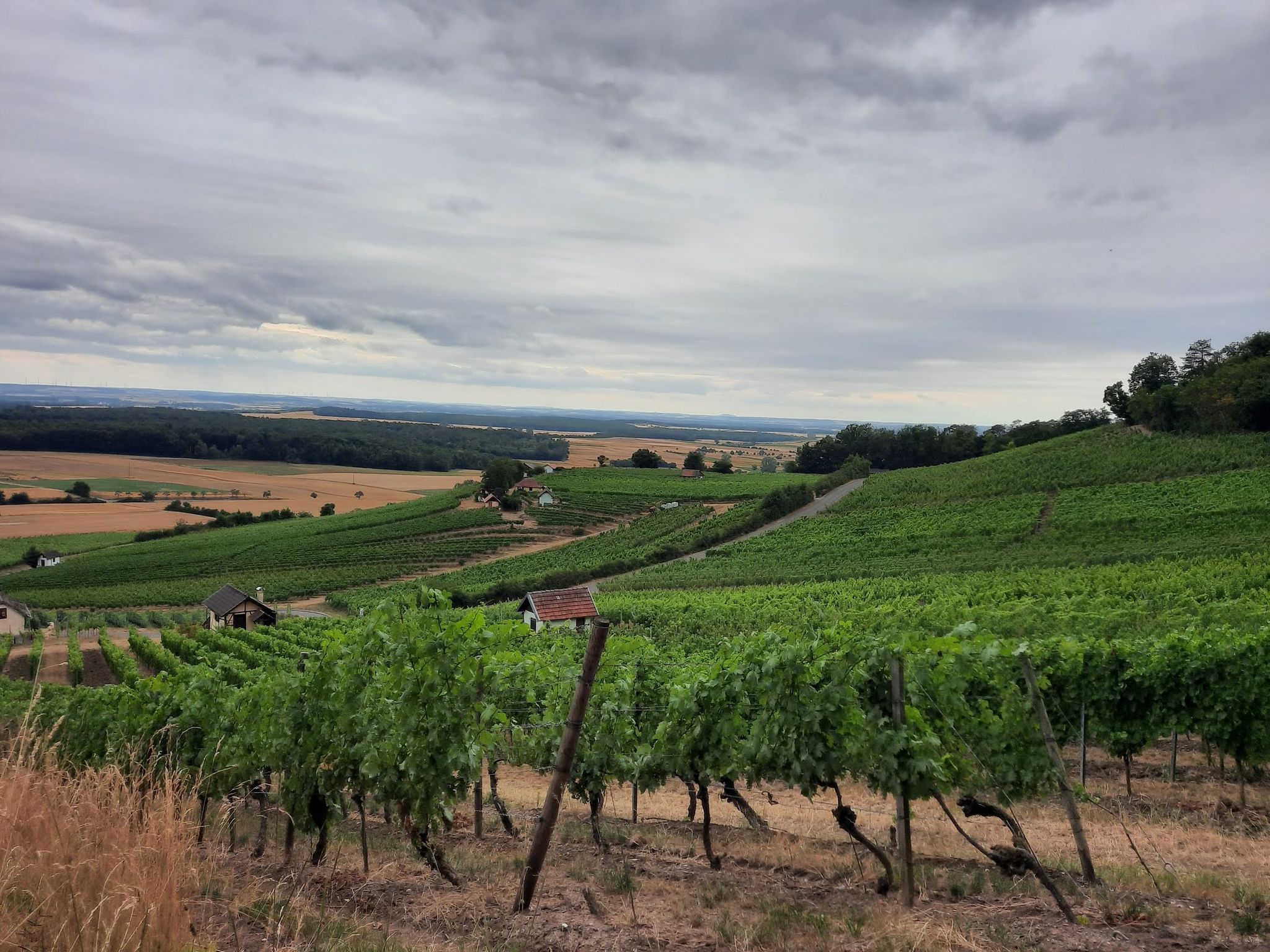 Blick über die Weinberge Donnersdorfer Falkenberg