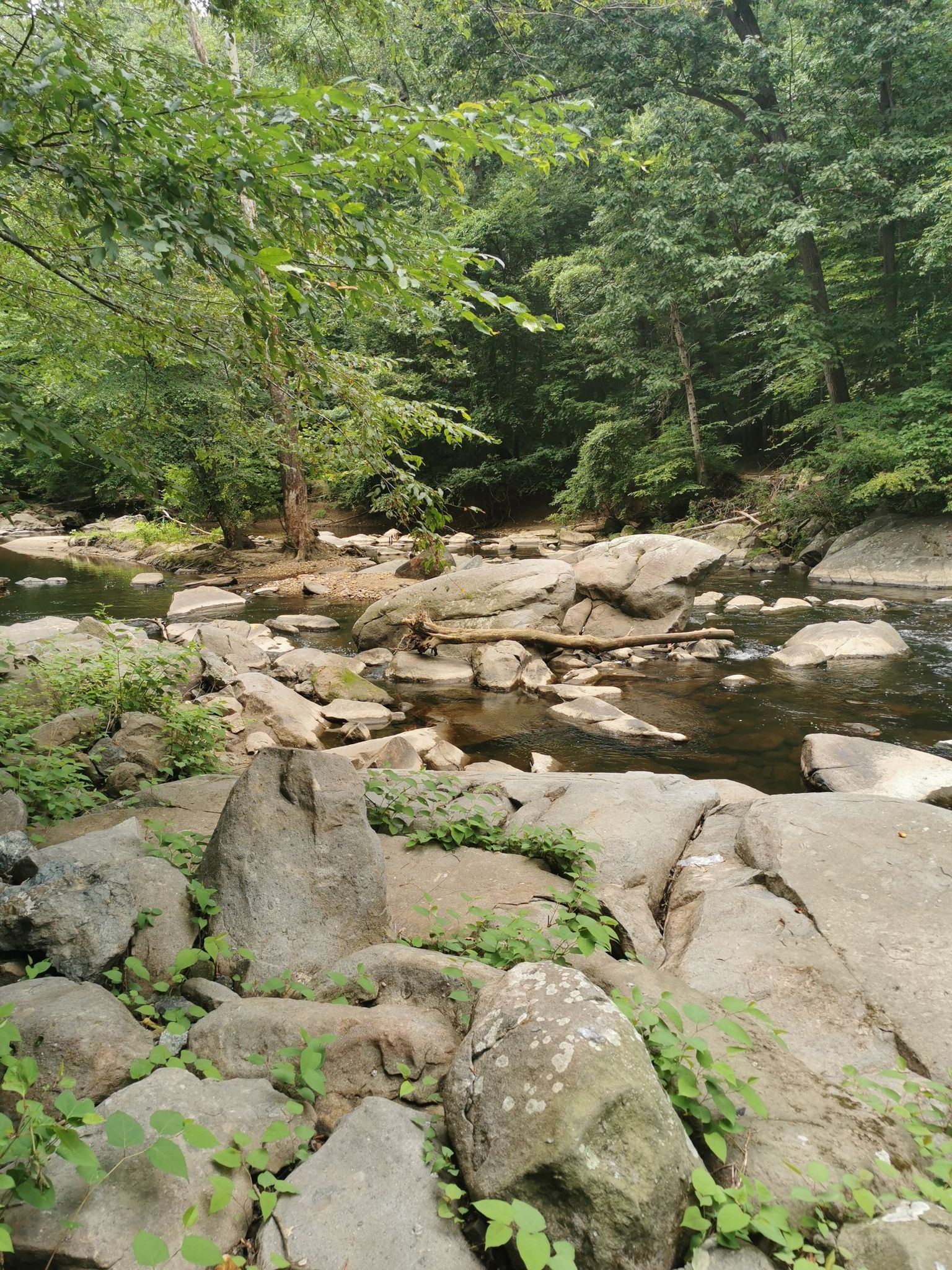 Large rocks line a riverbed in a dense, sunlit green forest. - Bench at the creek – Rock Creek Park loop from Rock Creek Park