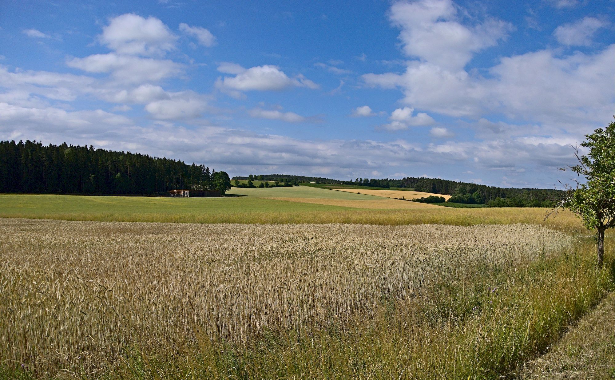 Hübscher Streckenverlauf durch Wiesen und Wälder